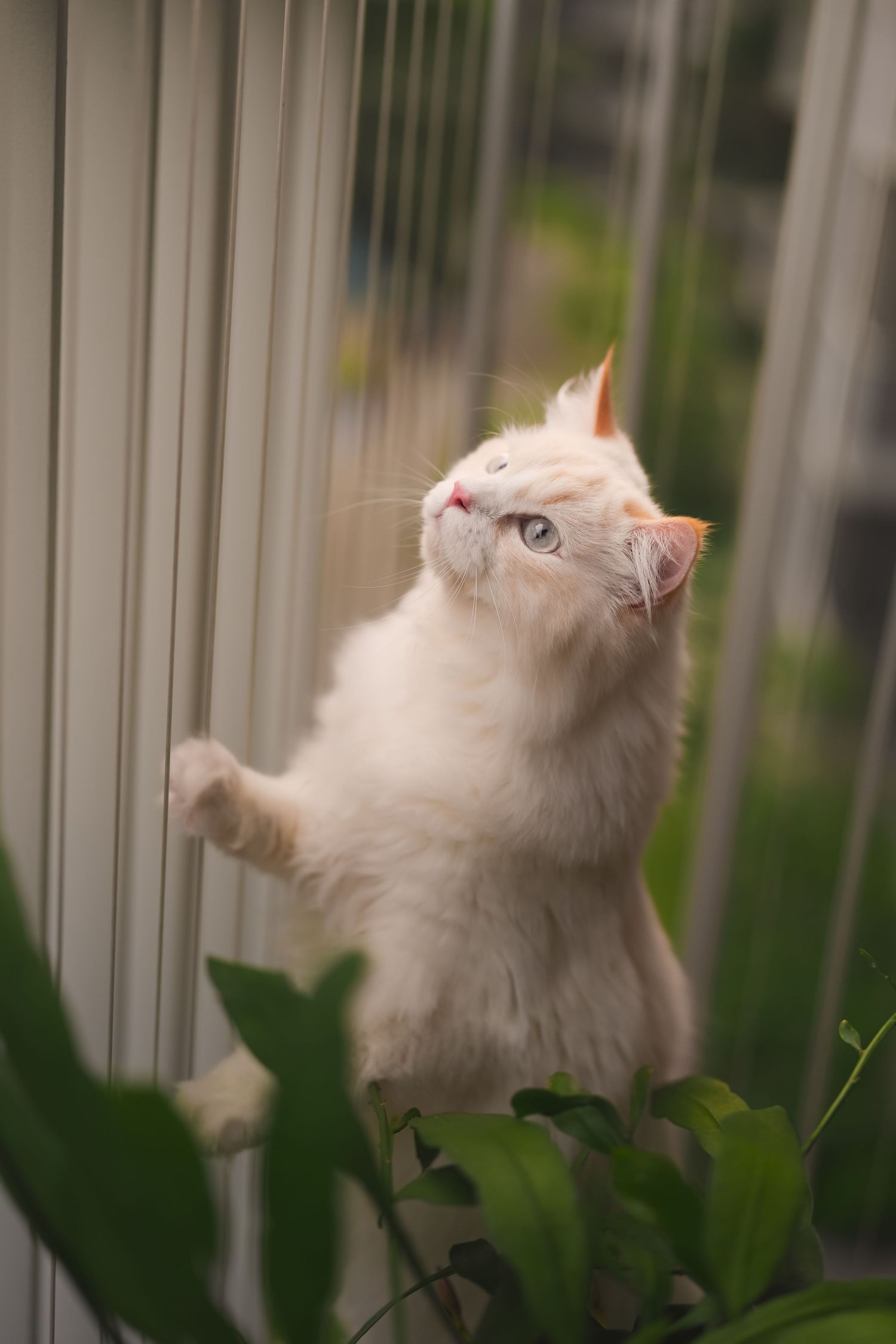 Fluffy white kitten standing on hind legs, looking up at a window with green plants nearby.