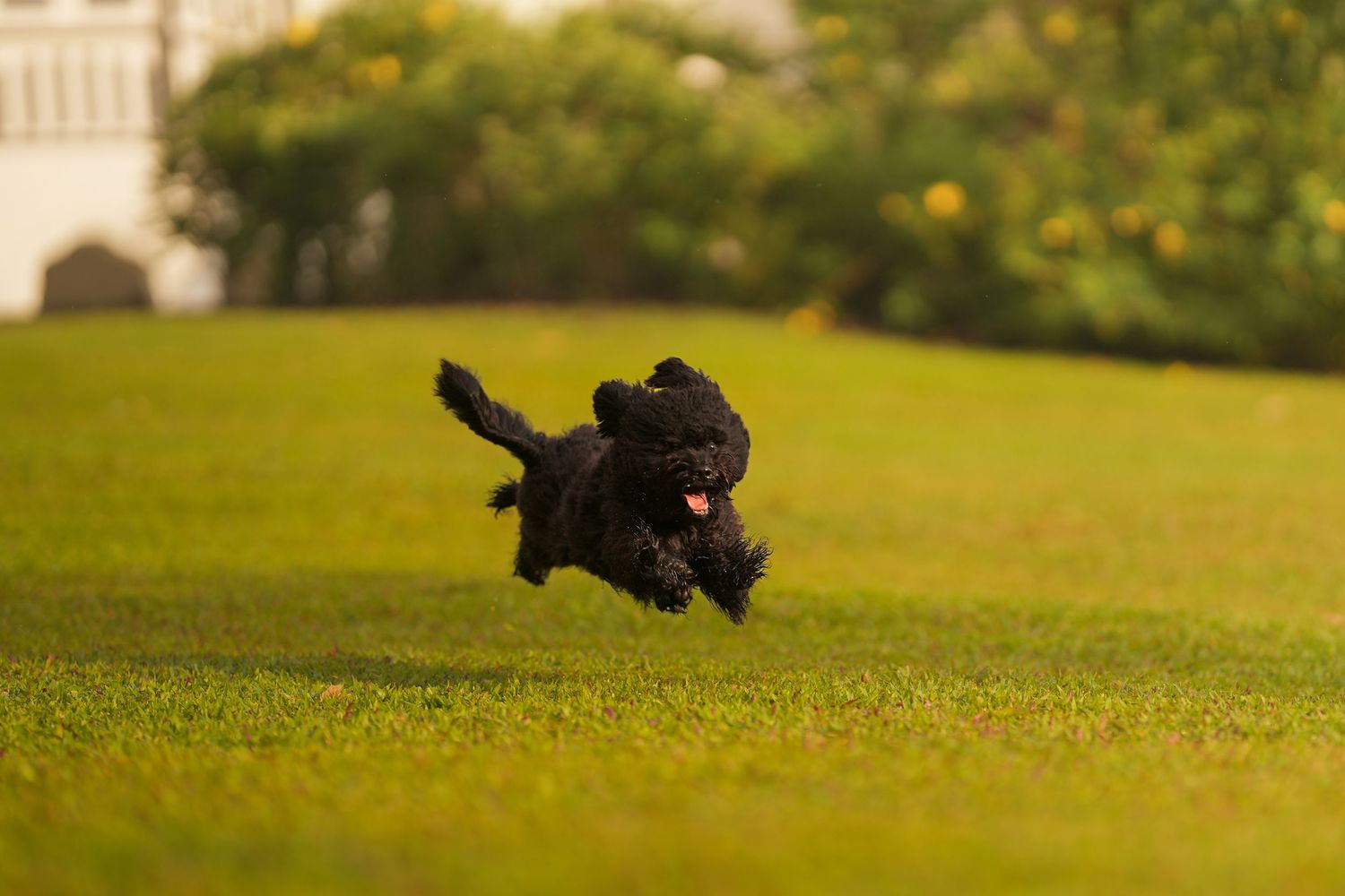 Black fluffy dog joyfully running on lush green grass with white building and trees in background.