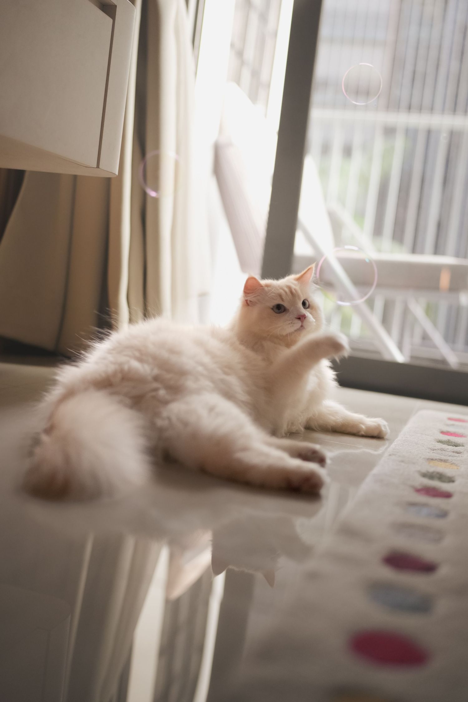 Fluffy white kitten lies on a bed near a window playfully reaching upward with one paw.