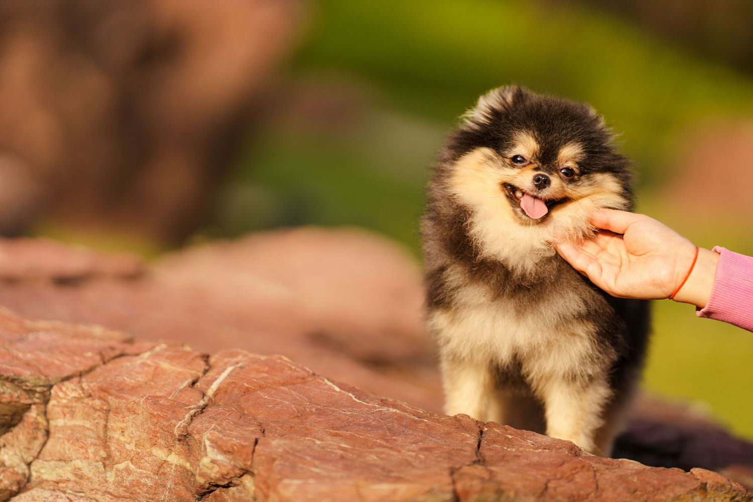 A small fluffy Pomeranian puppy on a rock eagerly sniffs a treat offered by a human hand outdoors.