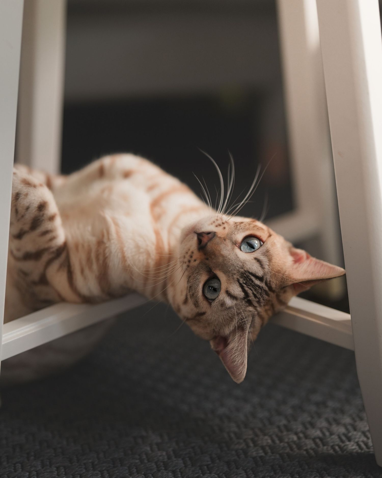 A Bengal kitten playfully lying upside down on a white chair.