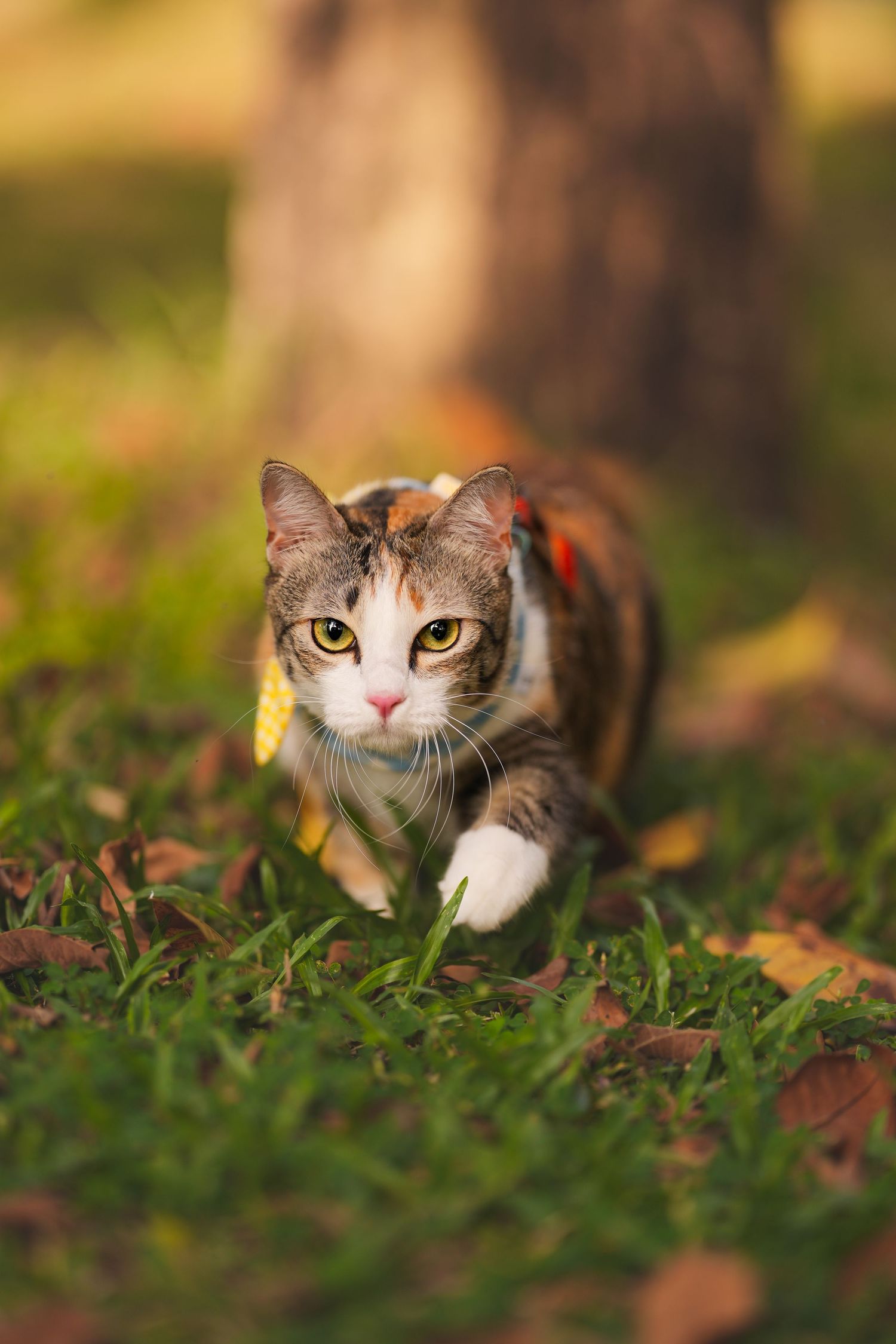 A calico cat with yellow eyes walks through green grass scattered with autumn leaves in a sunlit outdoor setting.