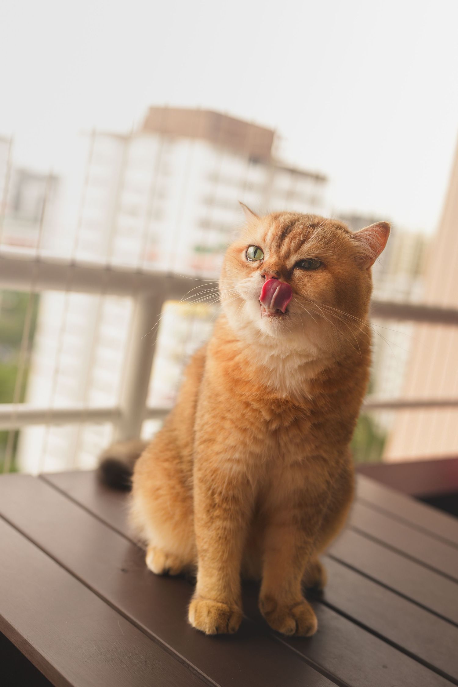 Fluffy orange tabby cat licking its nose while sitting on a balcony with city buildings behind.