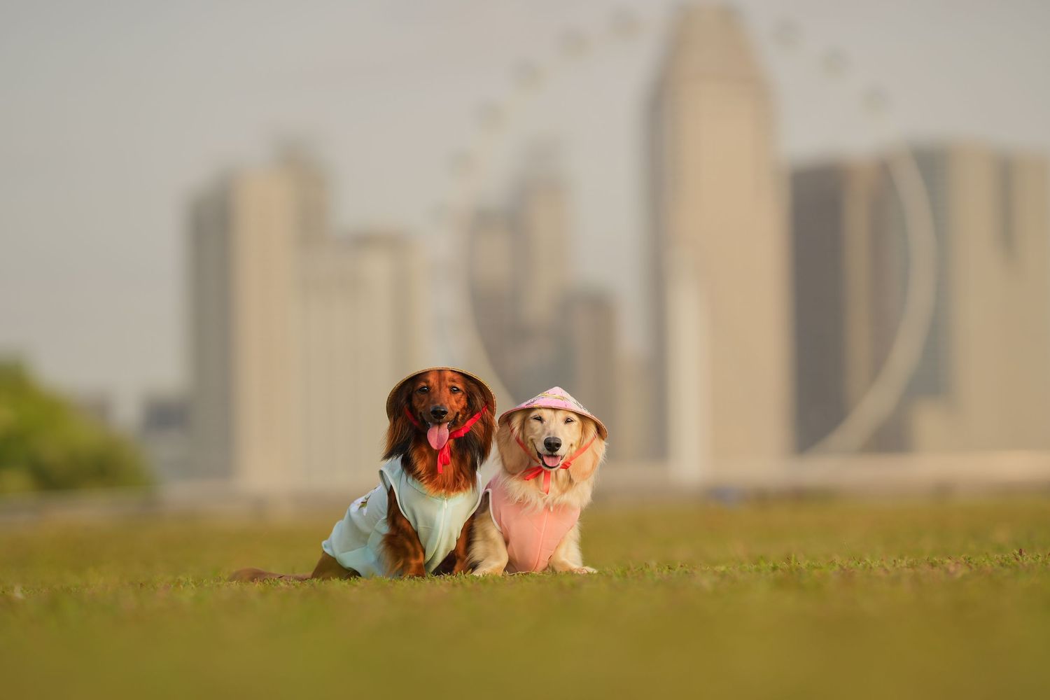 Two small dogs dressed in colorful outfits sit together on grass with a blurred city skyline behind them.