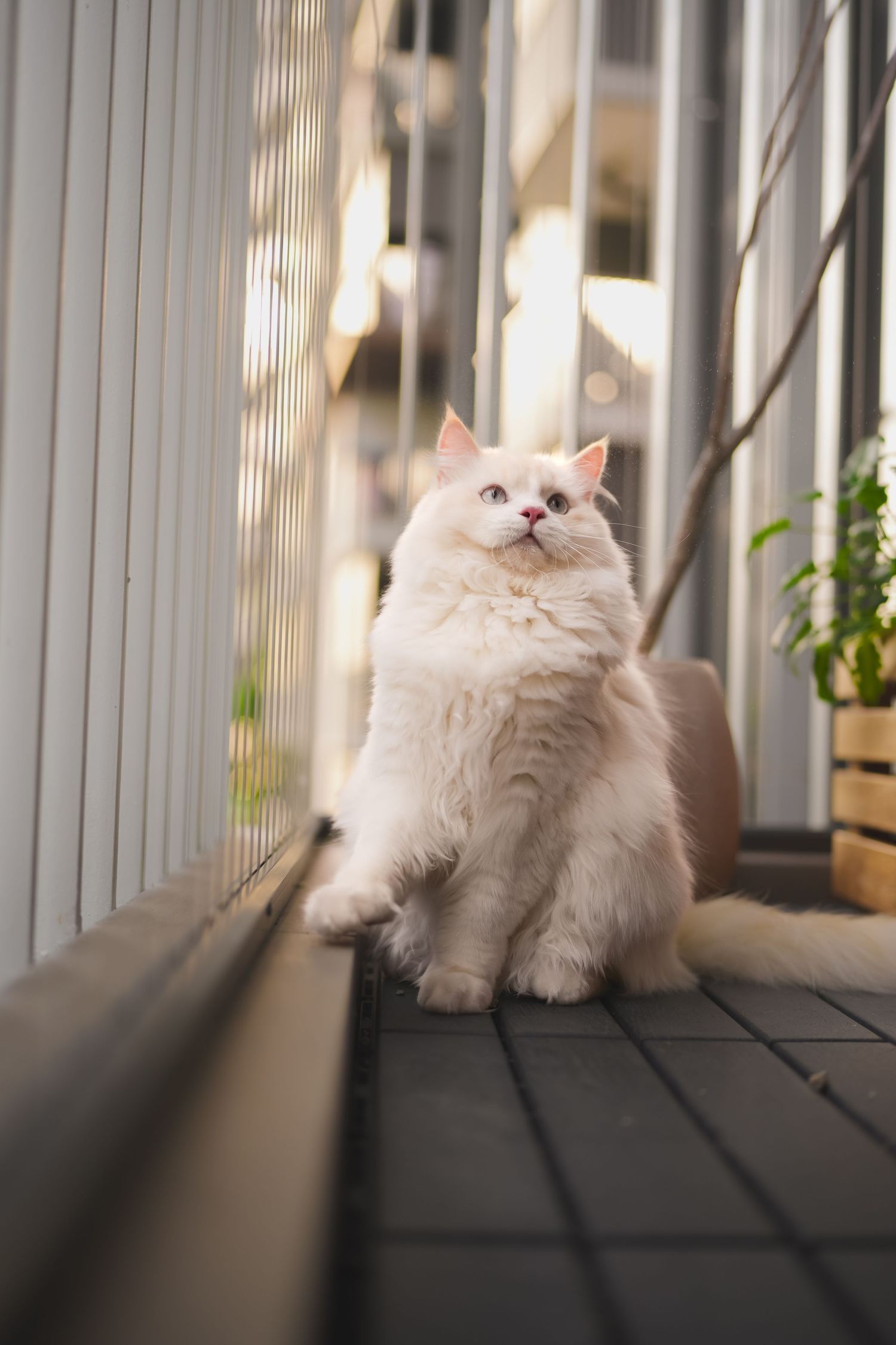 Fluffy white Persian cat sits upright on a balcony looking upward in golden sunlight.