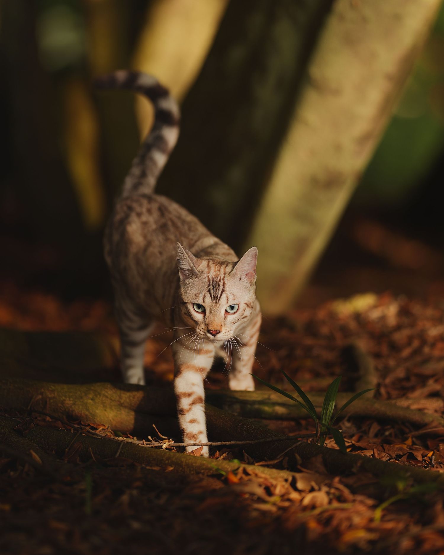 Spotted tabby cat walking toward camera with tail up among fallen leaves in forest.