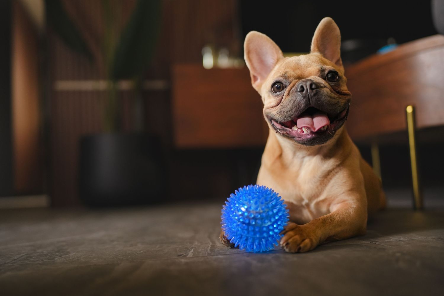 A happy French Bulldog lies on the floor with tongue out next to a blue spiky rubber ball.