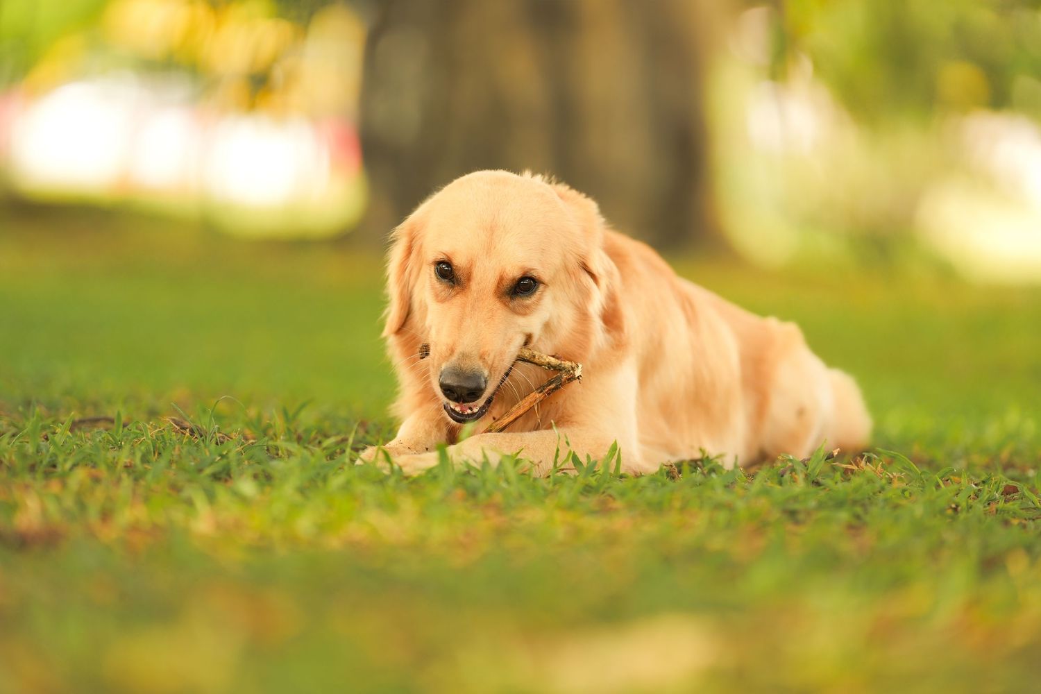 Golden retriever puppy chewing on a stick while lying on green grass in a sunny park.