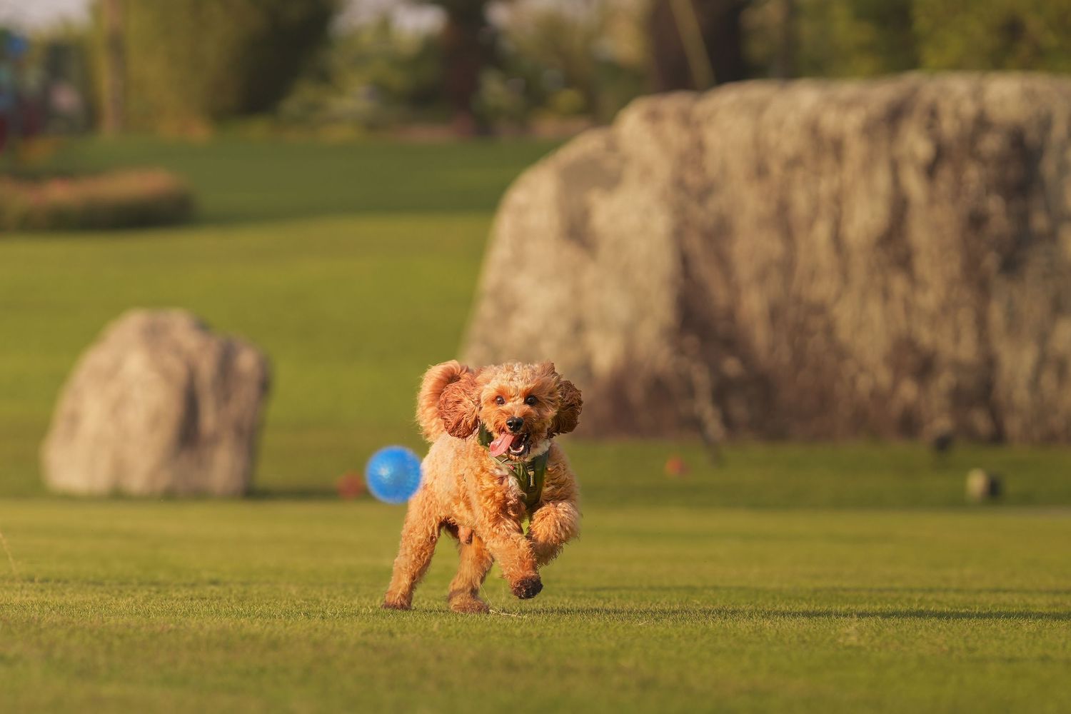 Fluffy golden doodle dog running across a golf course carrying something in its mouth near boulders.