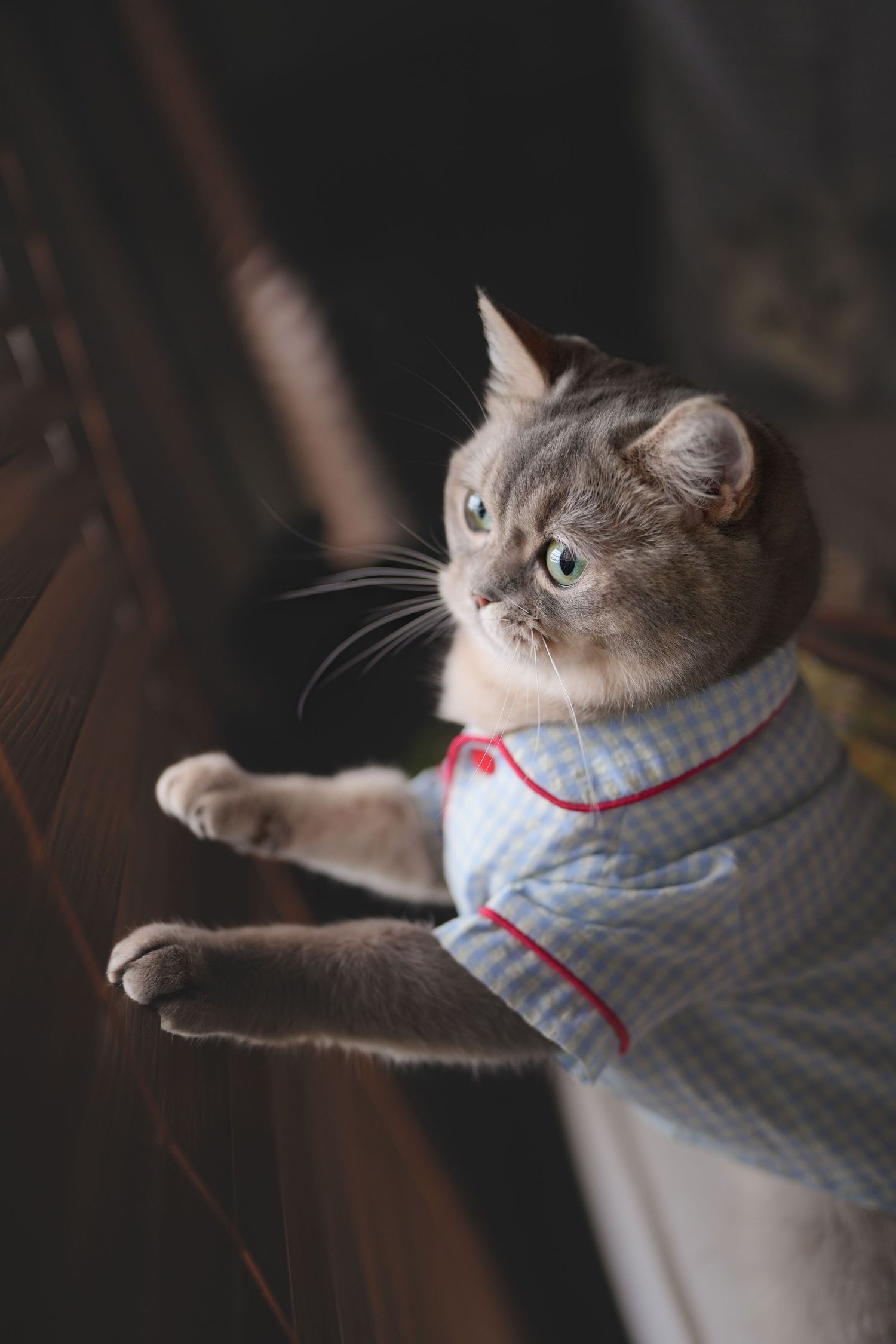 A gray cat wearing a blue gingham shirt with red trim rests its paws on wooden furniture indoors.