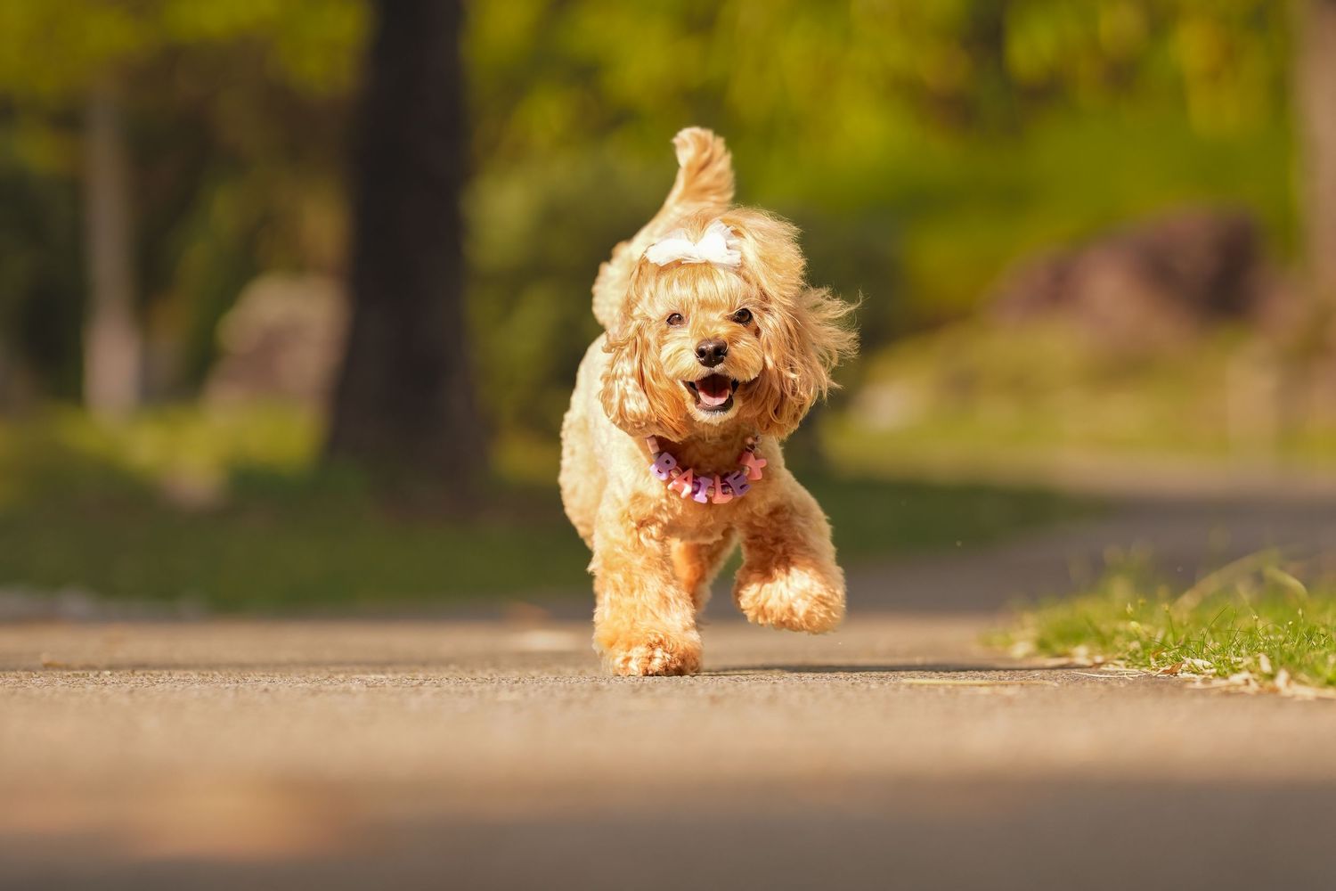 Adorable golden cockapoo puppy running joyfully on a sunlit path with mouth open and ears flying.