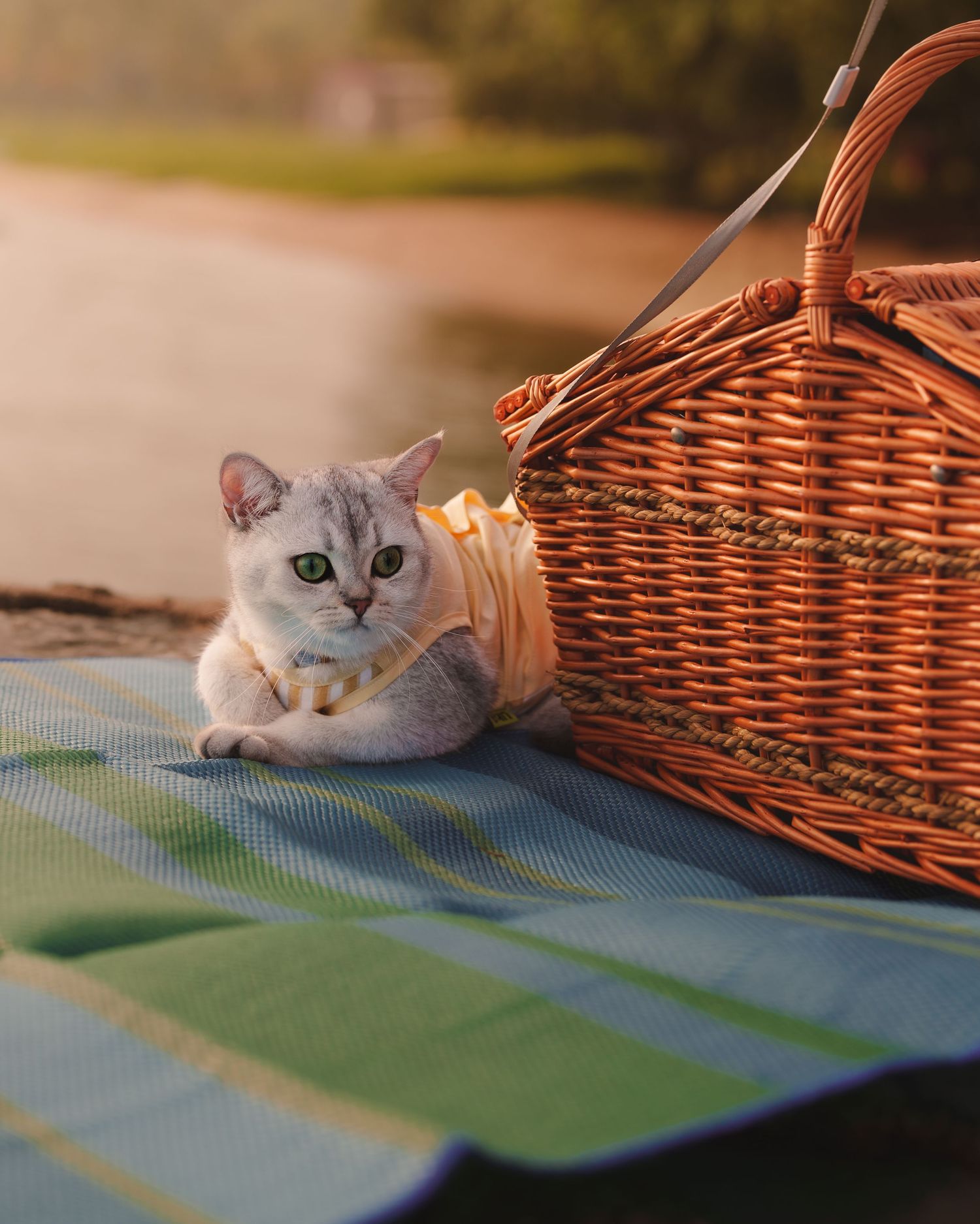 Gray tabby cat with green eyes resting beside wicker picnic basket on checkered blanket.