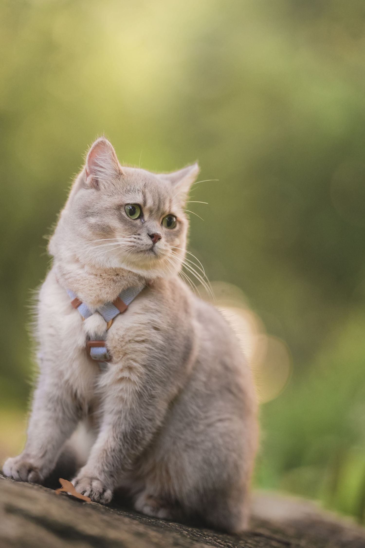 A fluffy cream British Shorthair cat wearing a harness sits alertly outdoors in soft green bokeh light.