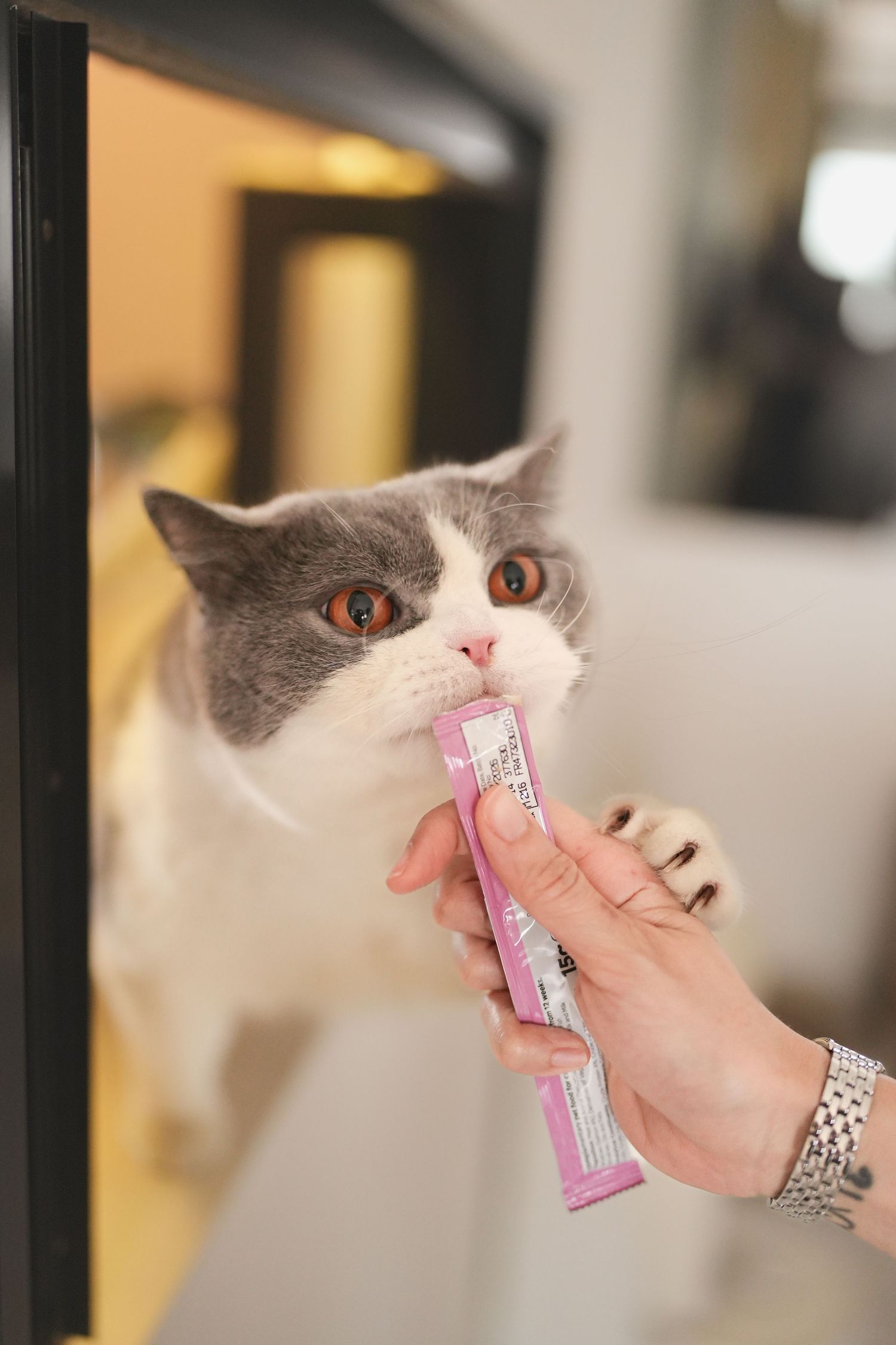 Gray and white cat licking a pink treat stick held by a hand near a reflective surface.