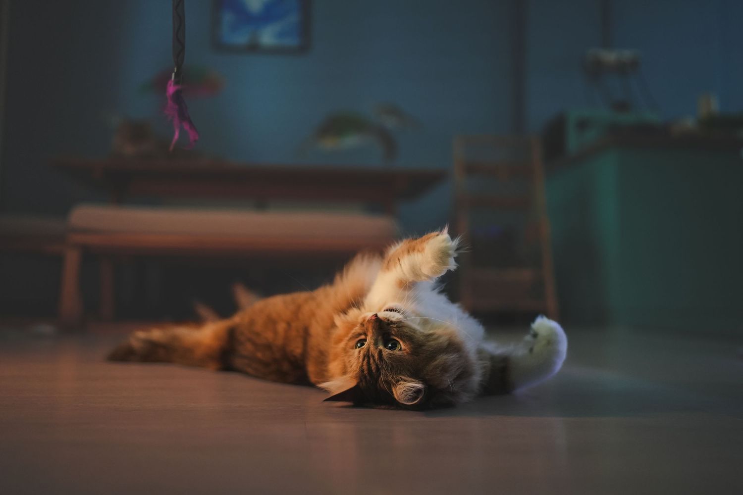 Playful orange long-haired cat rolling on floor with toy in dimly lit room.