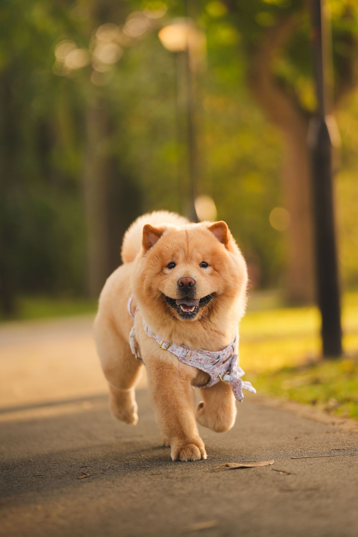 A fluffy Chow Chow dog wearing a harness running happily along a tree-lined park path.