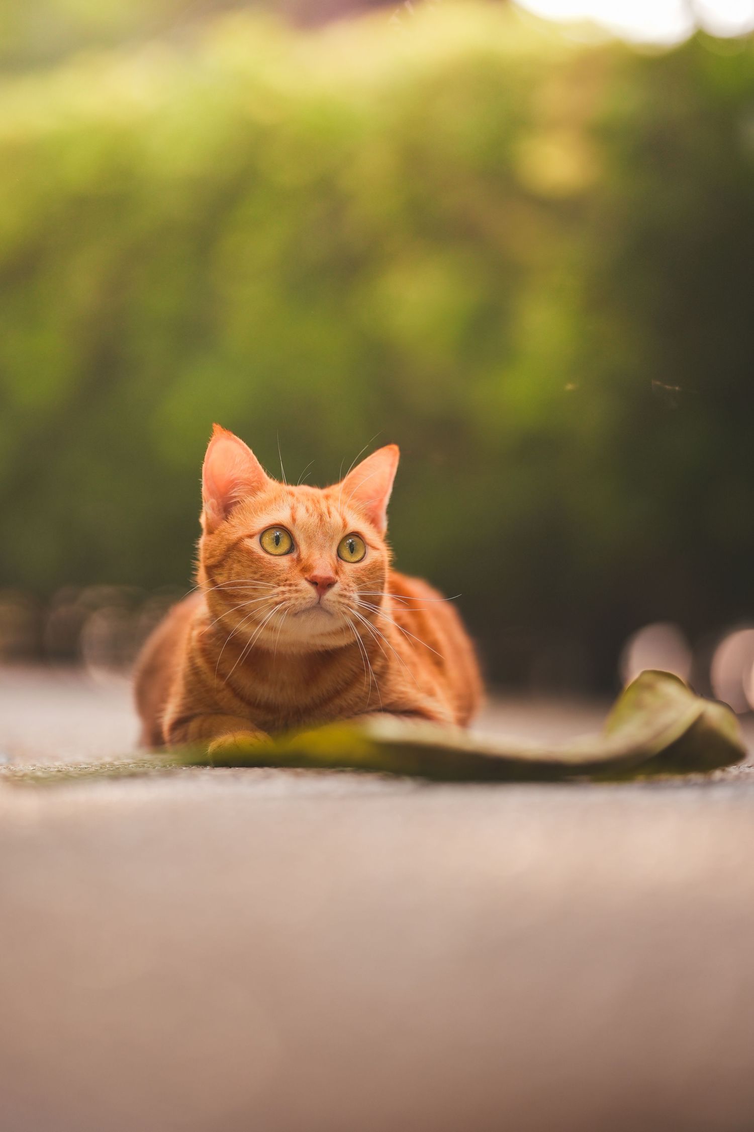 A ginger tabby cat lying on a surface outdoors, gazing upward with bright eyes against a blurred green background.