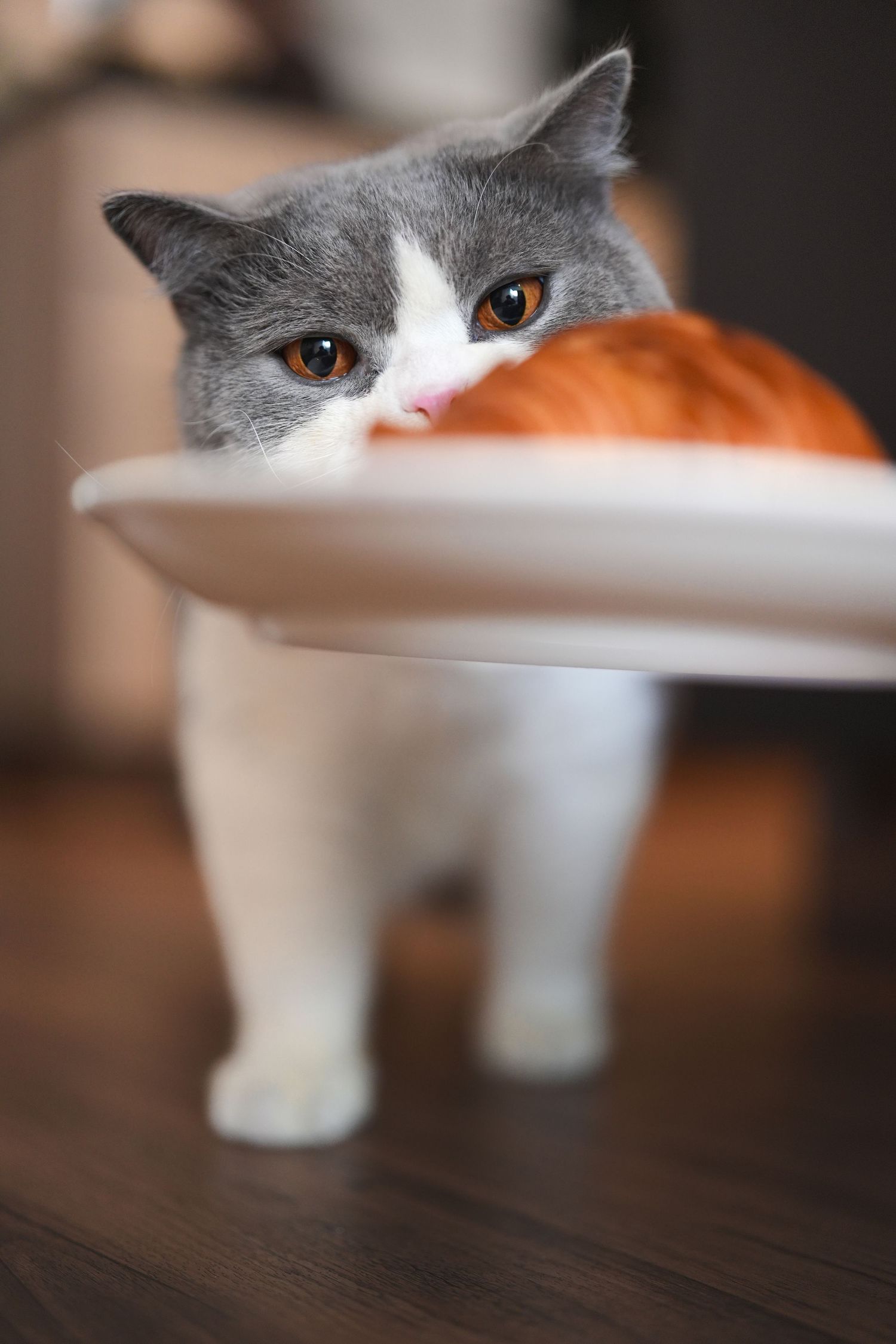 A gray and white British Shorthair cat peeks curiously over the edge of a white ceramic plate.