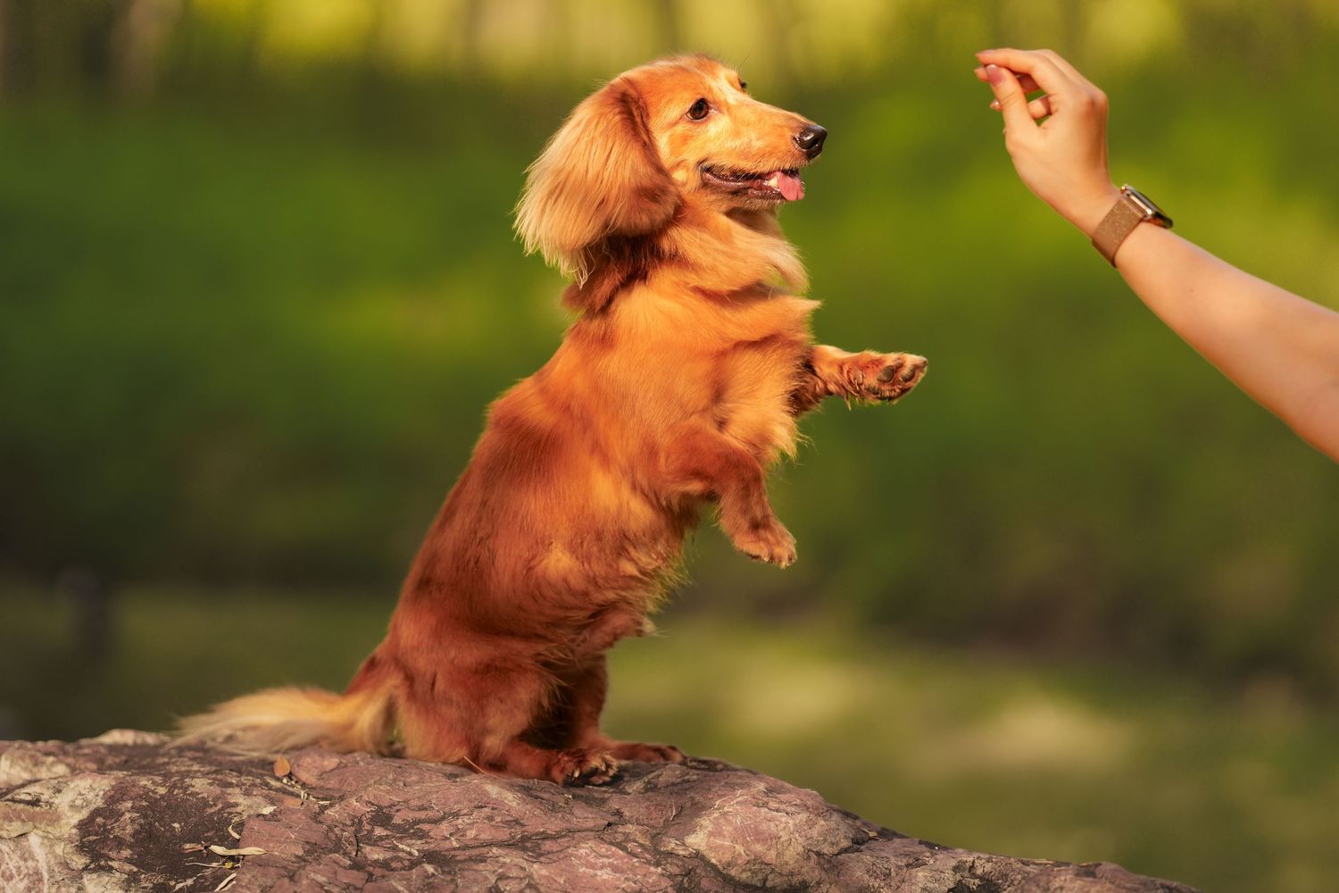 A long-haired Dachshund stands on hind legs on a rock, reaching toward a treat held by a hand.