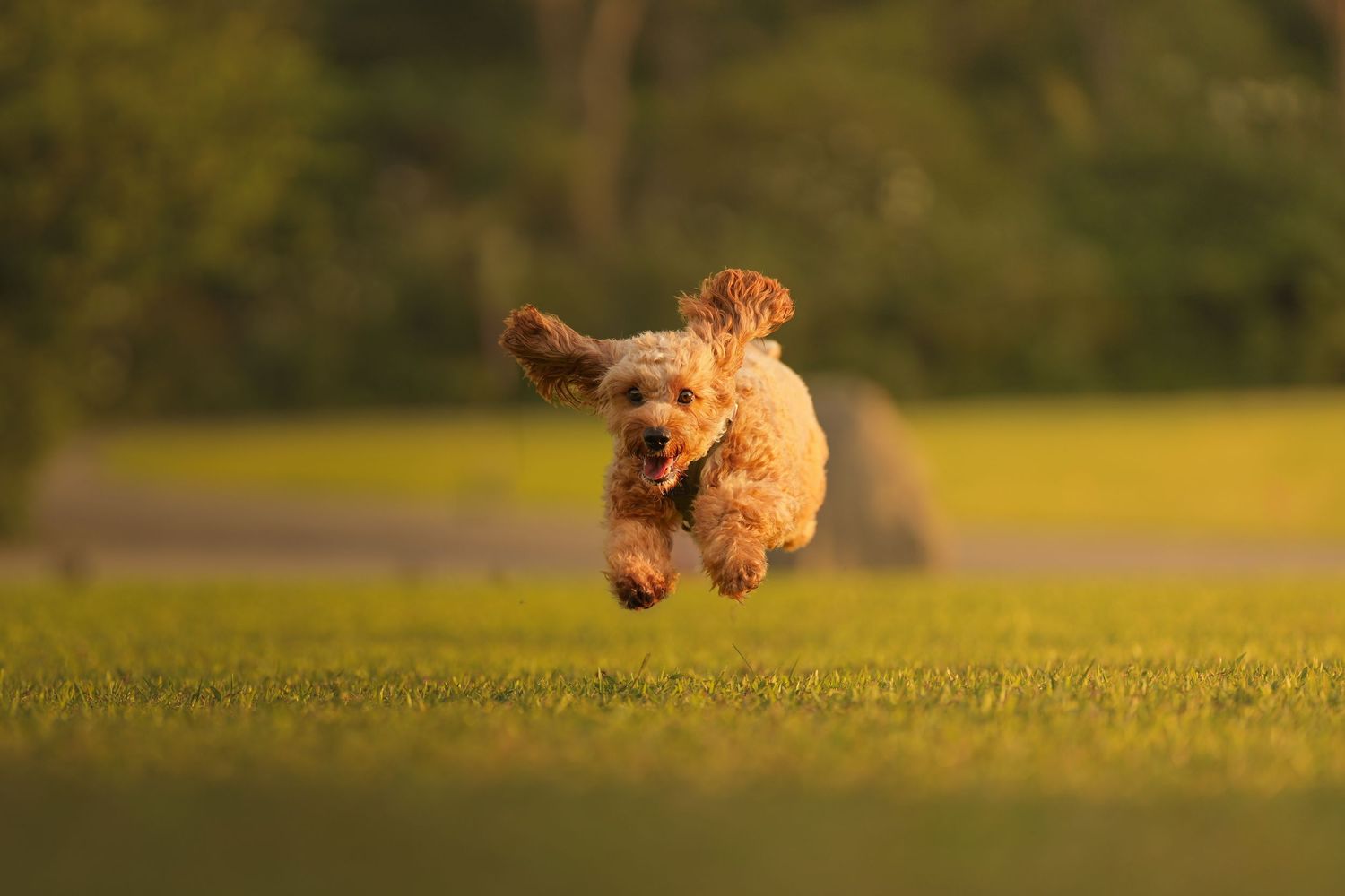 Fluffy golden doodle leaping through the air over a sunny green grass field at golden hour.