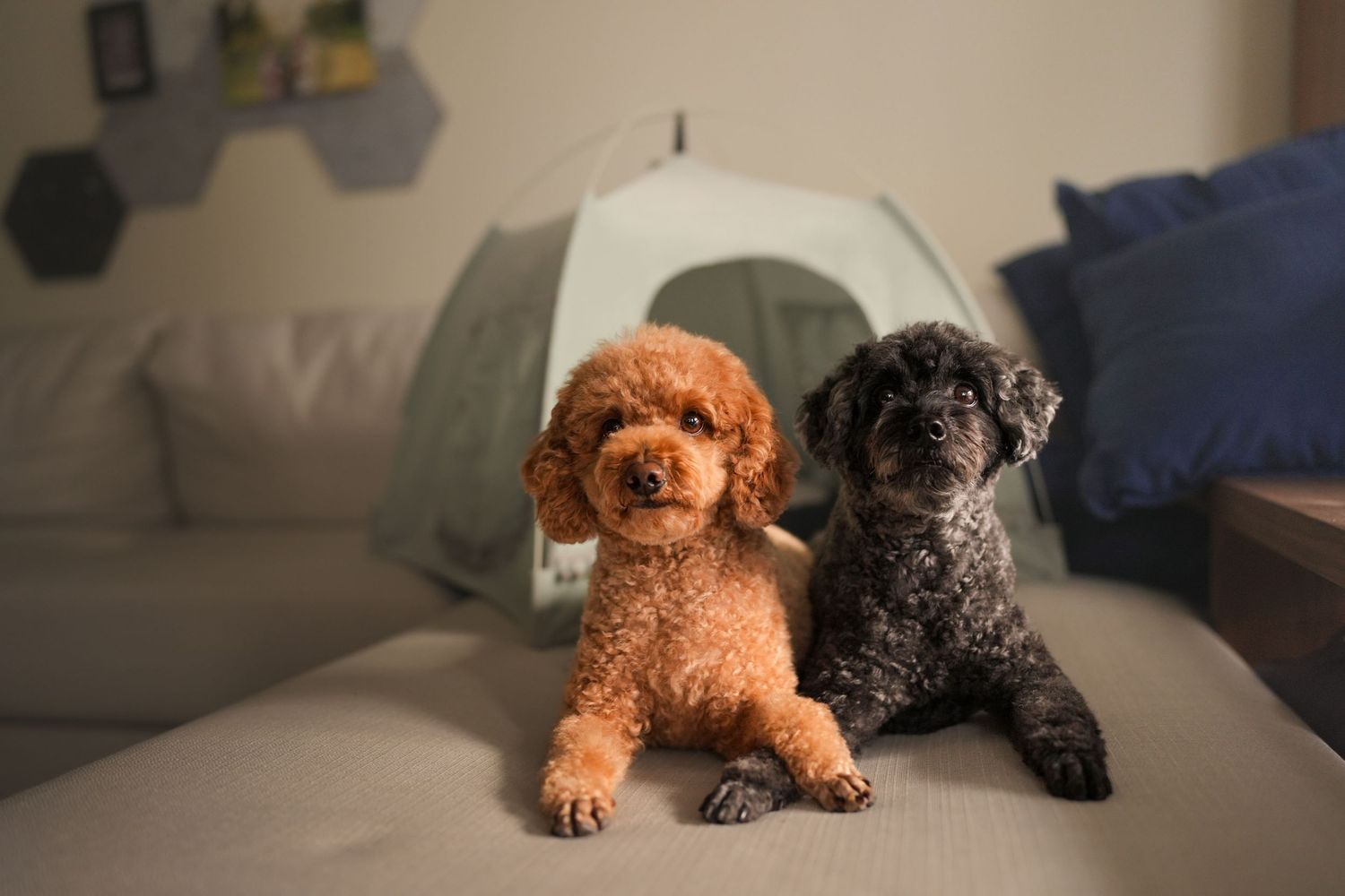 Two adorable poodles, one apricot and one dark, sitting together on a sofa with a pet tent behind them.