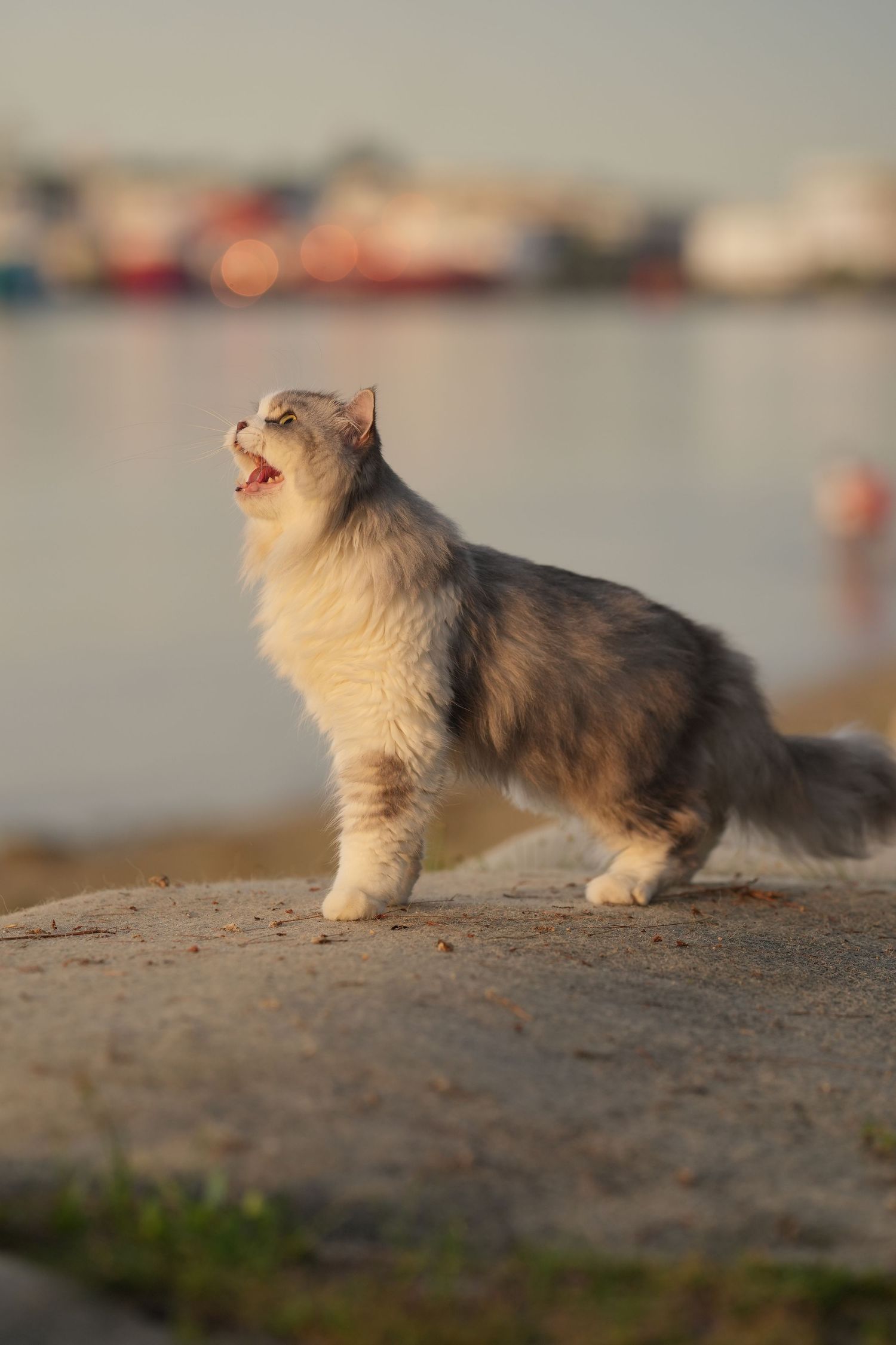 A fluffy gray and white long-haired cat standing on a rock near water at sunset.