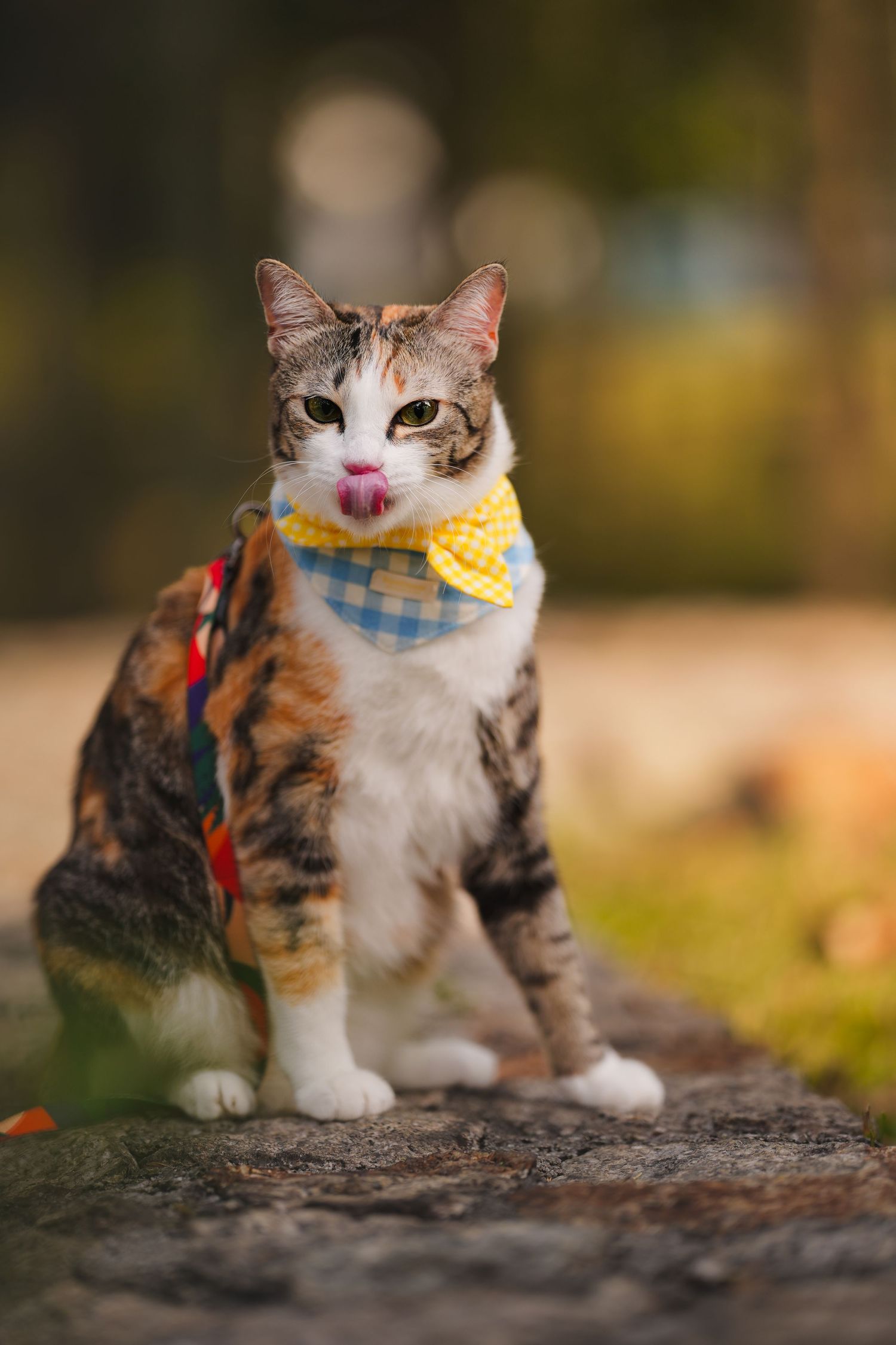 A calico cat wearing a yellow bow tie bandana sits on a stone path in a park, sticking out its tongue.