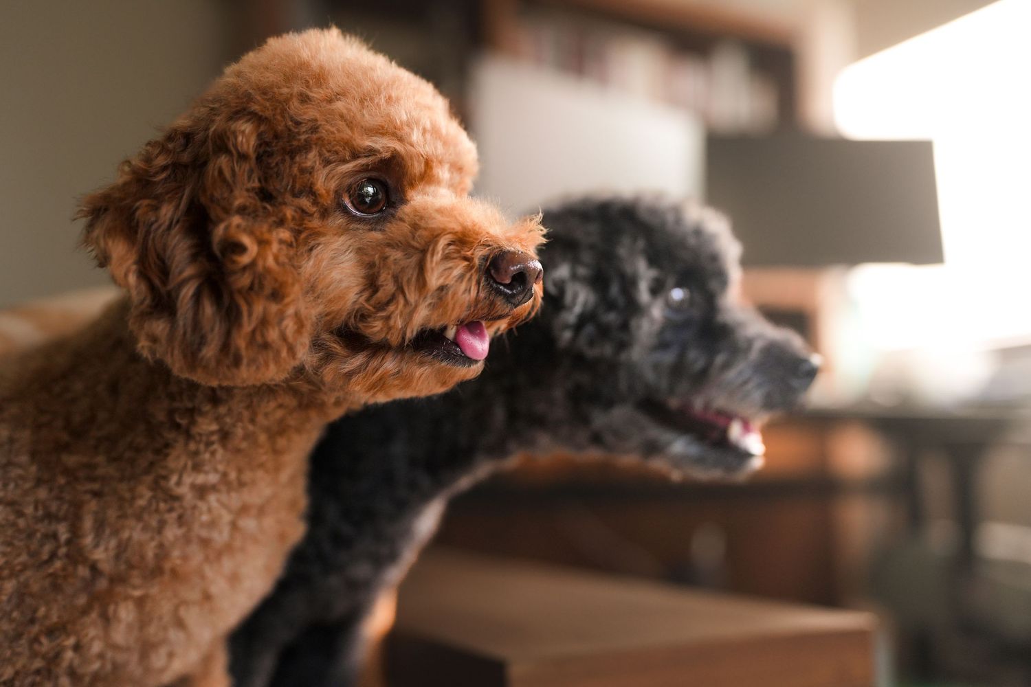 Close-up of two curly-haired poodles, one apricot and one black, looking alert in a home setting.