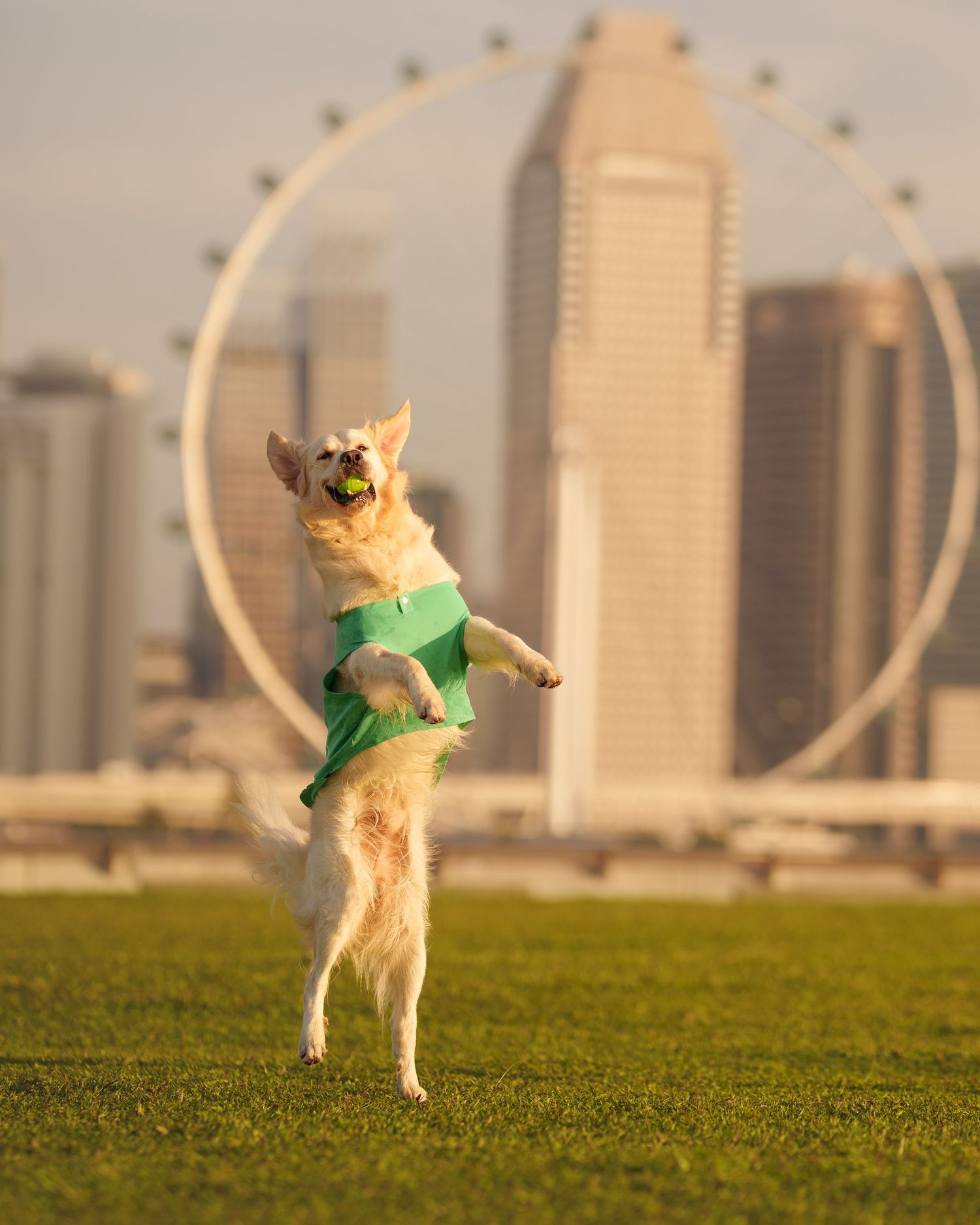 A golden dog in a green outfit catches a tennis ball mid-air with a Ferris wheel backdrop.