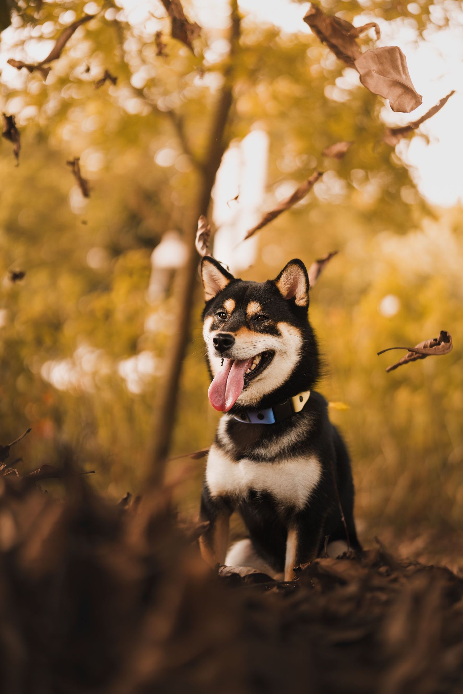 Black and tan Shiba Inu dog sitting in autumn leaves with tongue out in a park.
