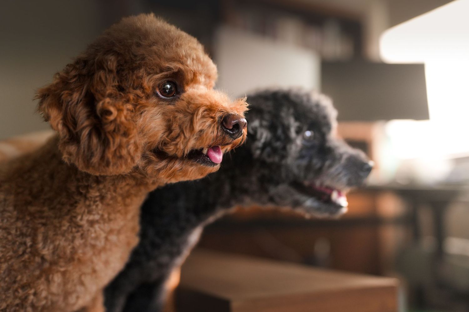 Two poodles, one brown and one black, sitting together indoors in warm ambient lighting.