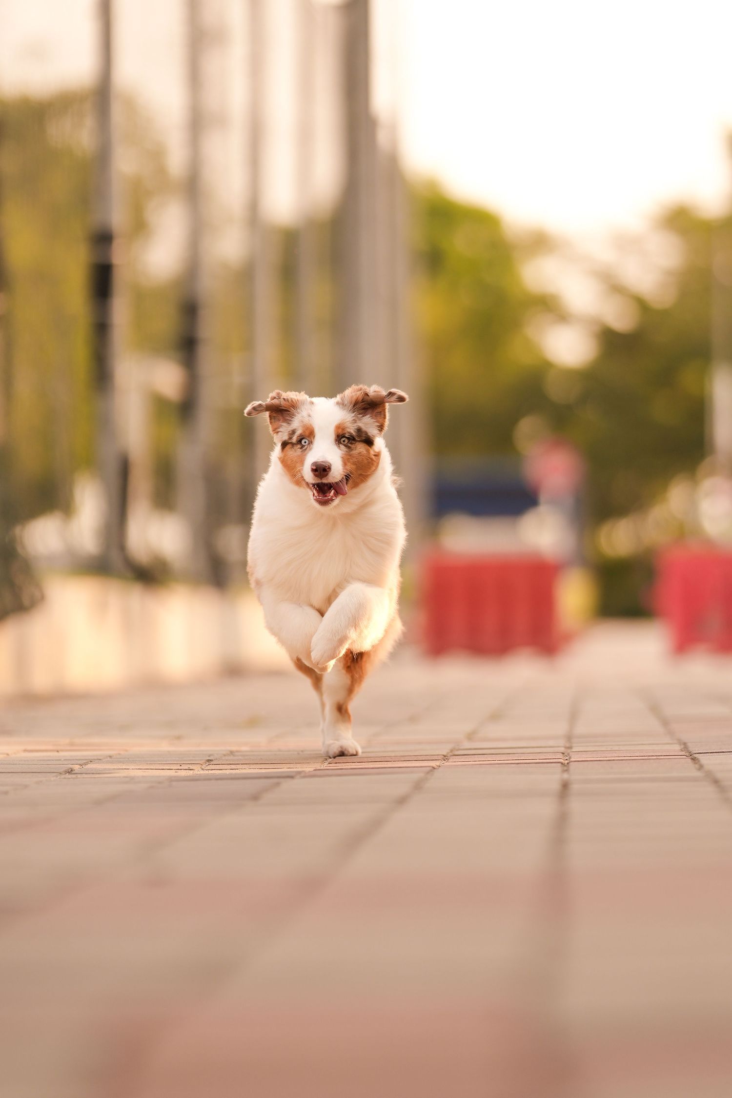 A happy Australian Shepherd puppy running toward the camera on a brick pathway in an urban setting.