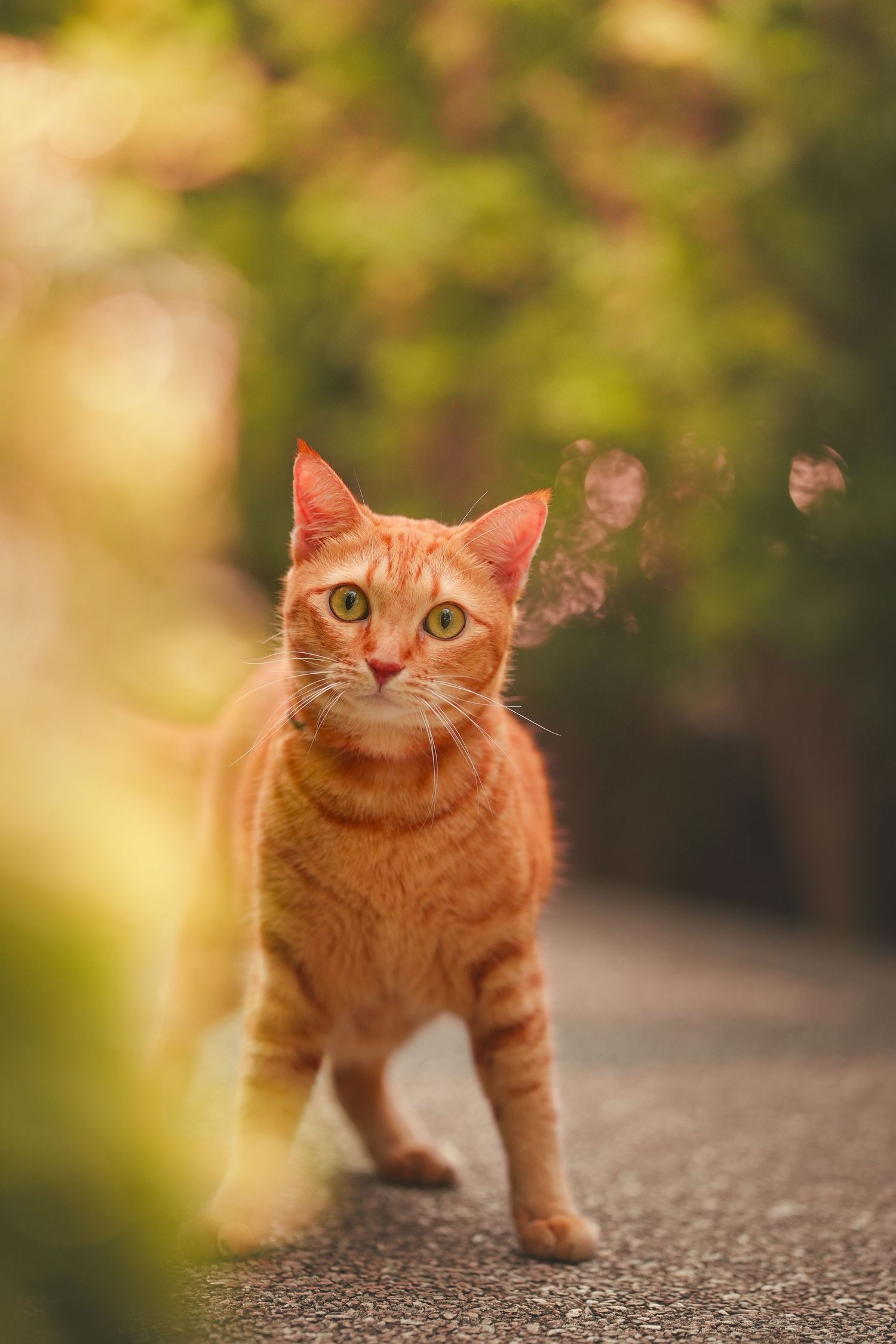 An orange tabby cat with green eyes stands alertly on a path surrounded by blurred green foliage.
