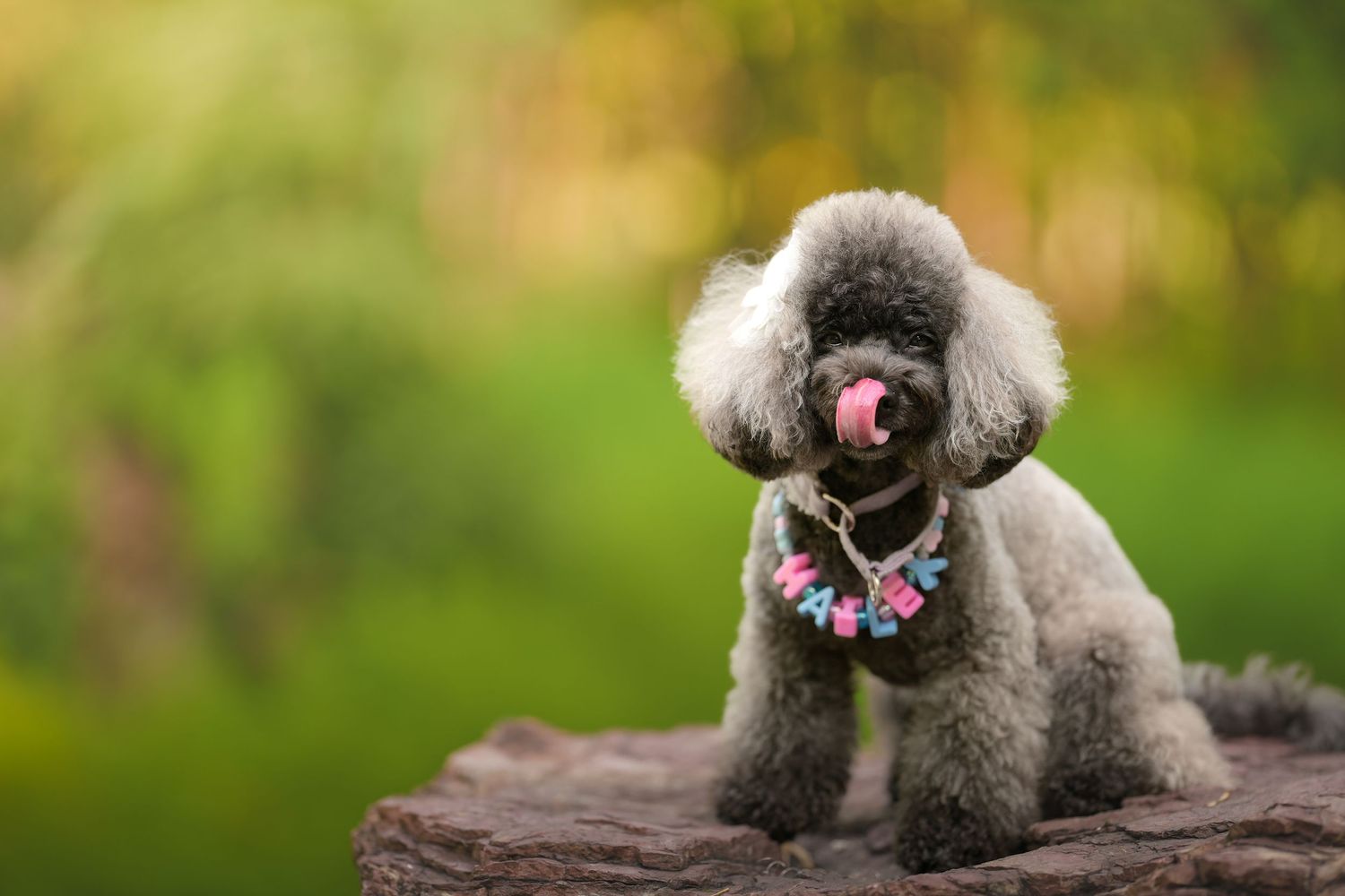 A fluffy grey poodle wearing a floral collar sits on a rock, licking its nose against a green bokeh background.