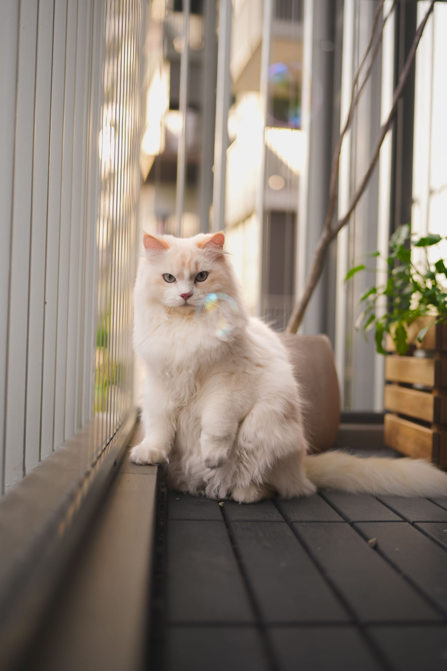 Fluffy white Persian cat sits on a balcony in warm sunlight wearing a small bow tie.