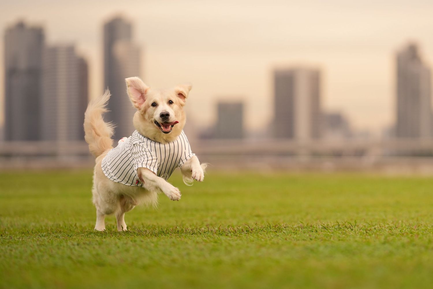 A golden dog wearing a striped shirt runs energetically across green grass with a city skyline behind.