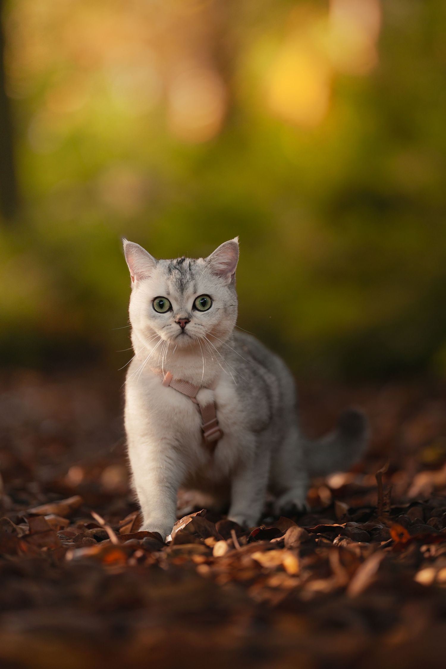 Silver British Shorthair cat with green eyes walking on autumn leaves in a sunlit forest.