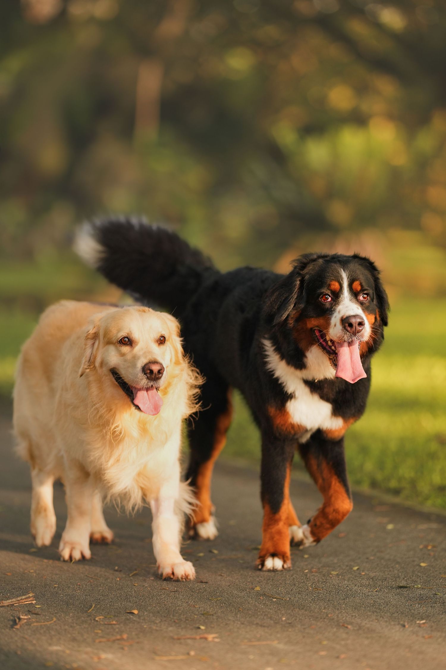 A Golden Retriever and a Bernese Mountain Dog walk together on a path in a sunlit park.