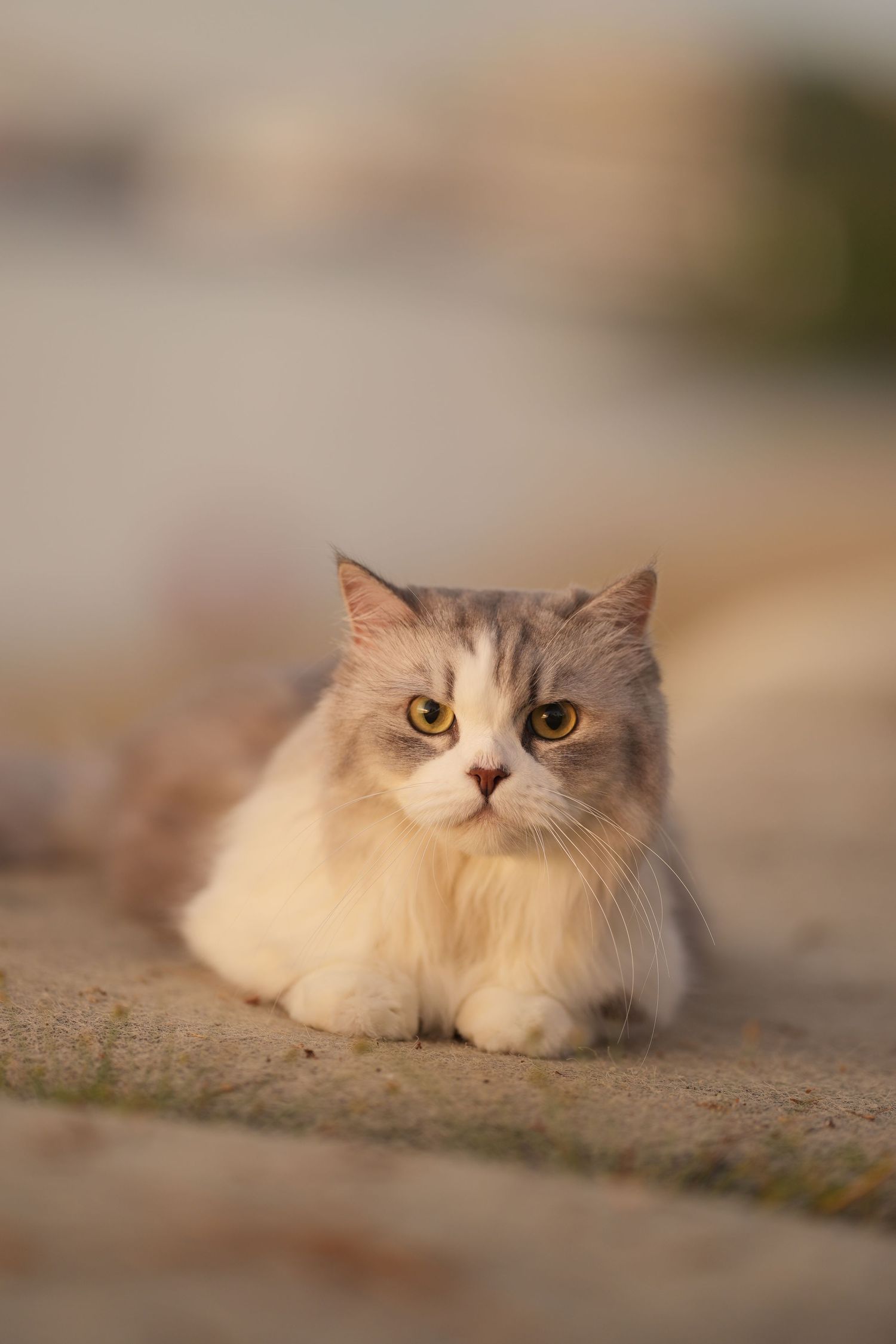 A fluffy gray and white cat with golden eyes resting on a concrete surface outdoors.