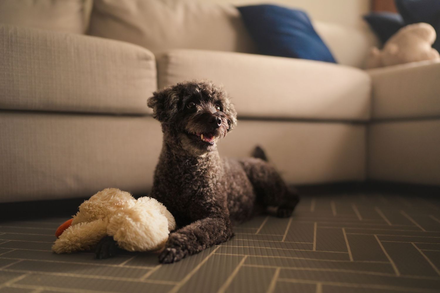 Dark curly-haired poodle lying on carpet beside a plush toy near a beige sofa indoors.