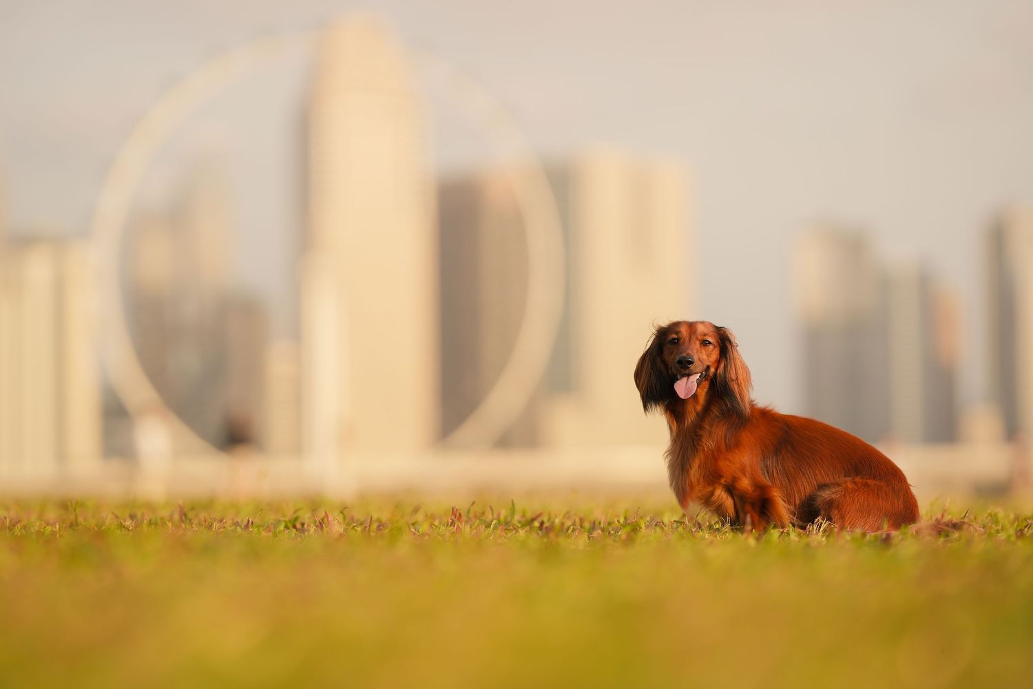 A red long-haired Dachshund sits in green grass with a city skyline visible in the soft-focus background.