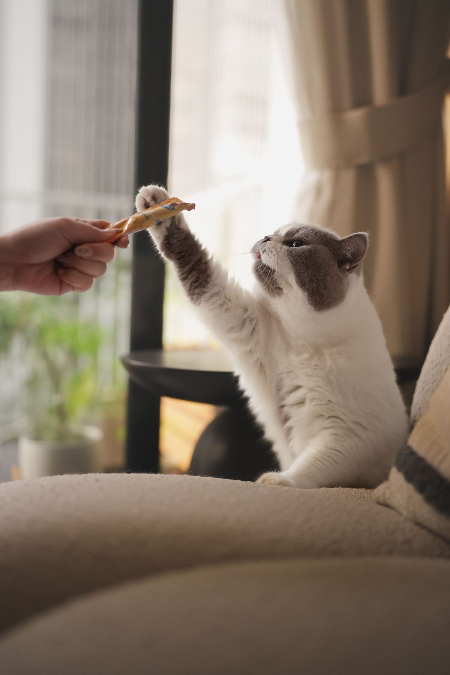 Grey and white cat reaches up with paw to grab a treat from a persons hand on a sofa.