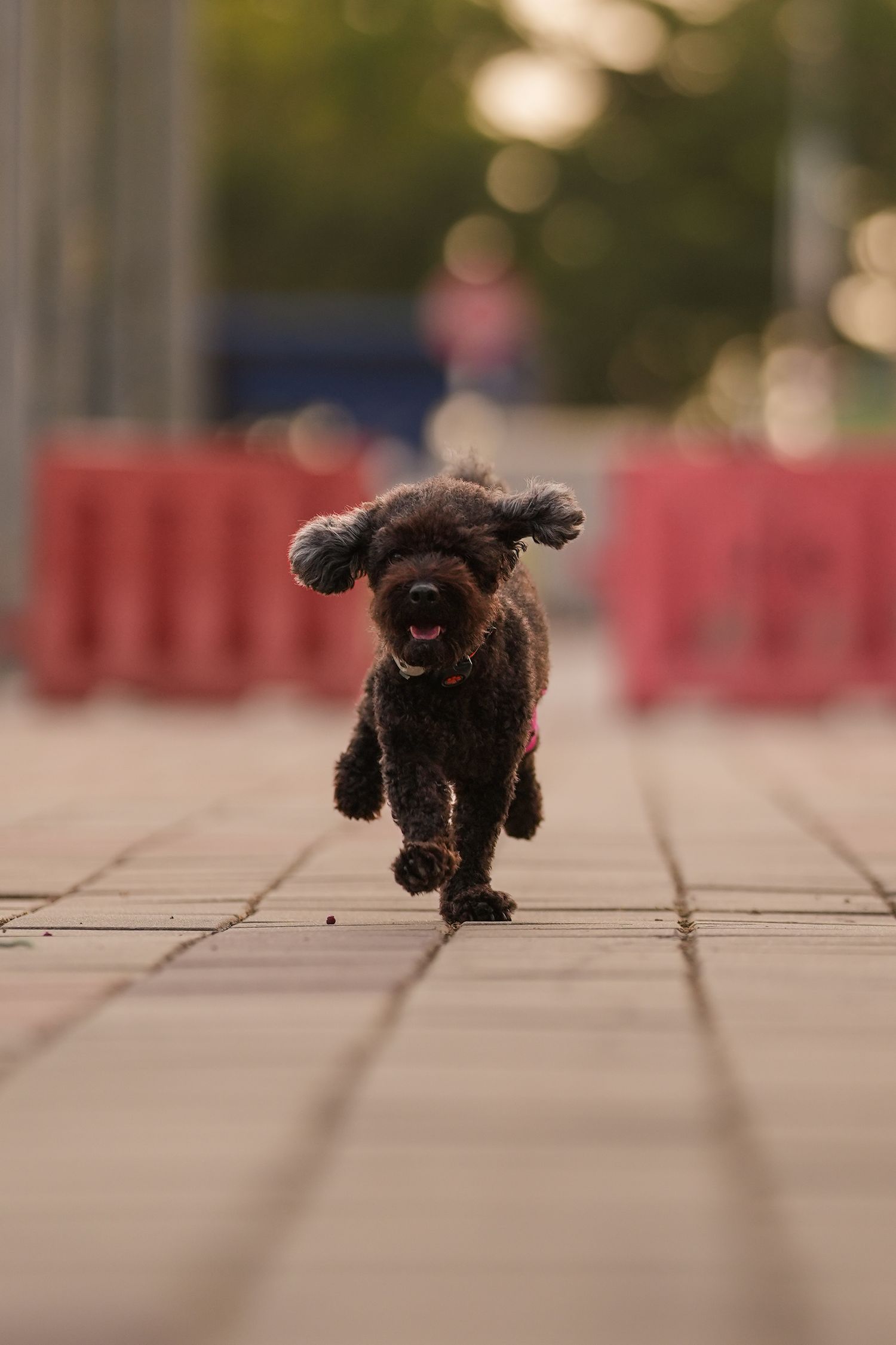 A small black poodle running joyfully on a brick pathway with blurred red barriers in the background.