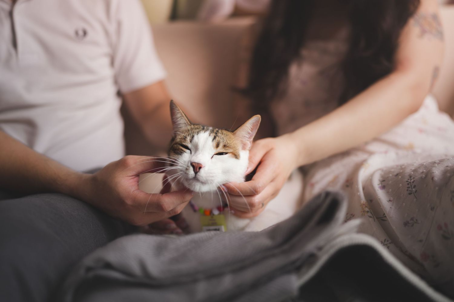 Couple gently petting a calico cat together on a couch.