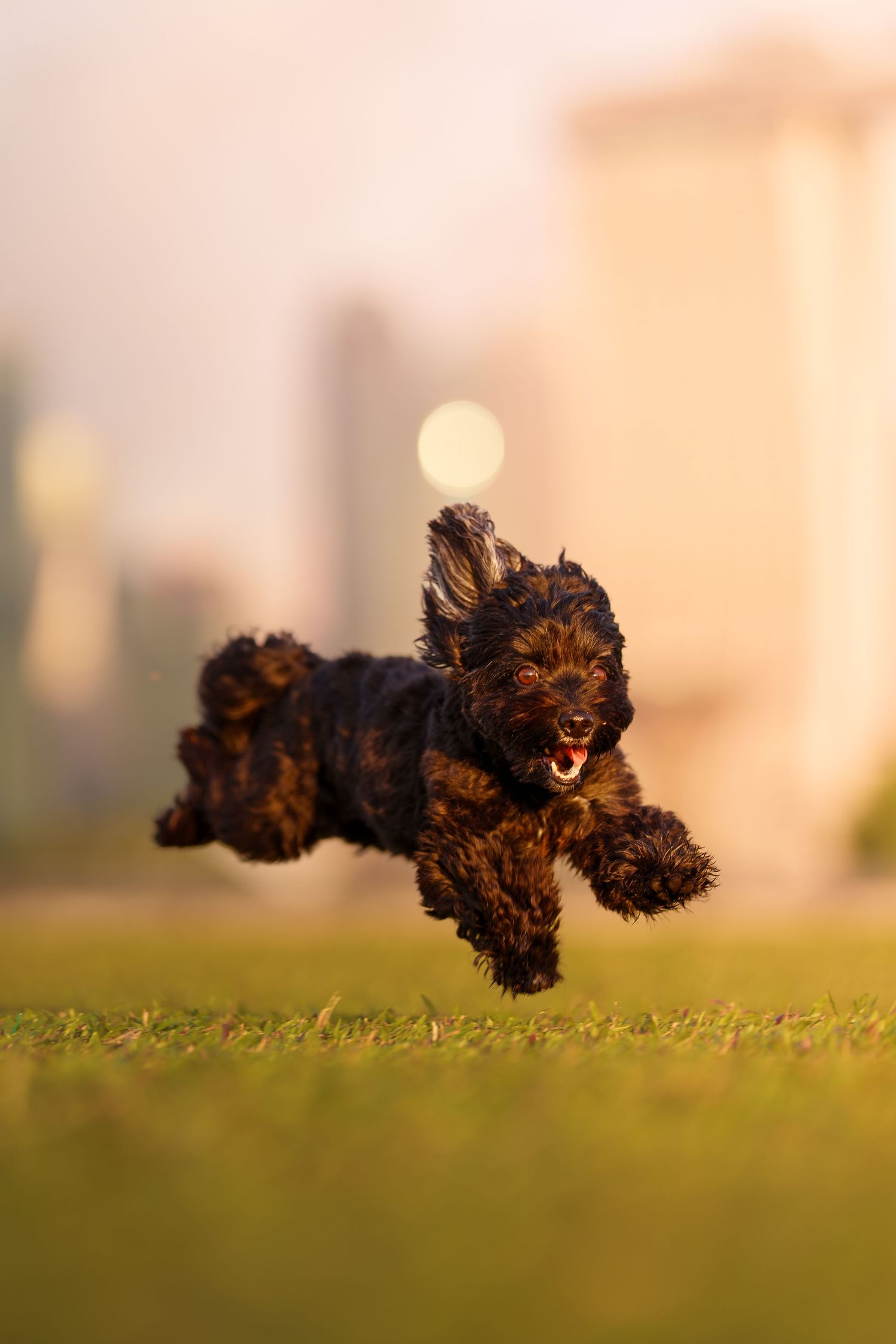 A curly dark brown dog leaps mid-air with mouth open on a grassy field near city buildings.