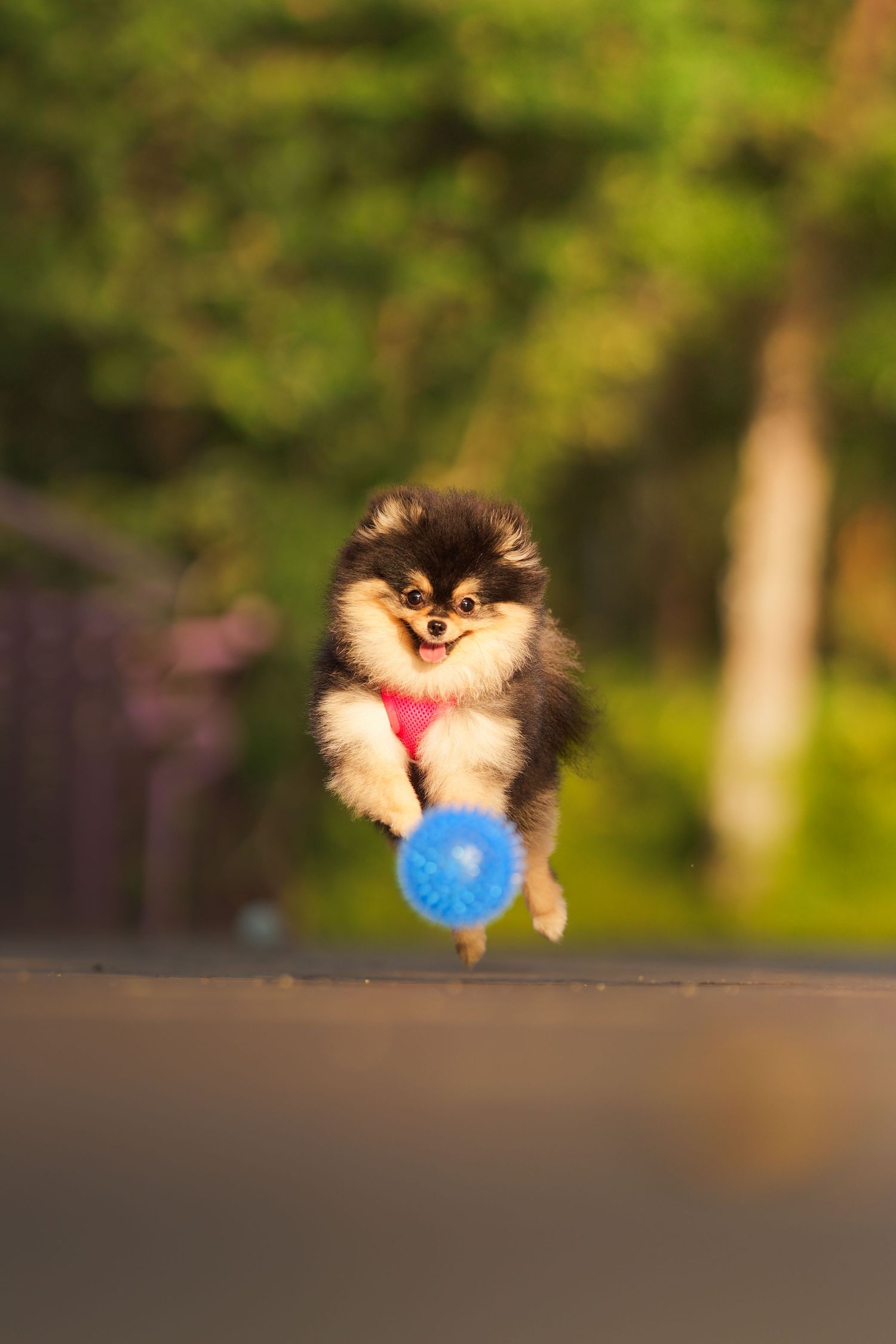 Fluffy Pomeranian puppy leaping mid-air with a blue ball outdoors in natural light.