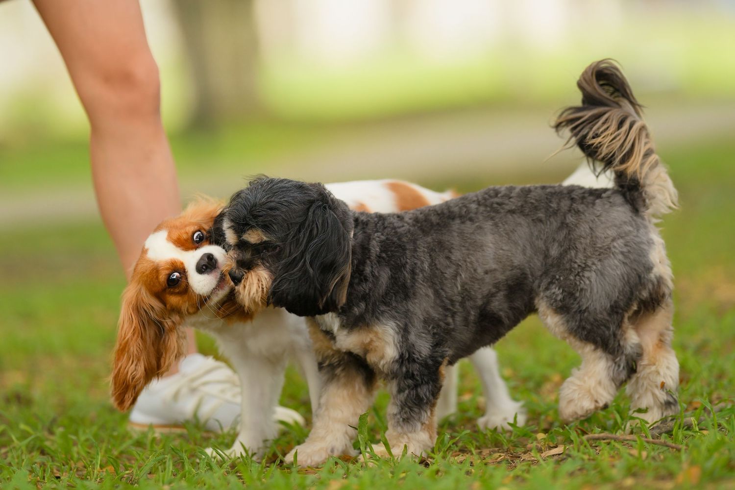 Two Cavalier King Charles Spaniels playfully interact near a persons legs on a green grassy lawn.