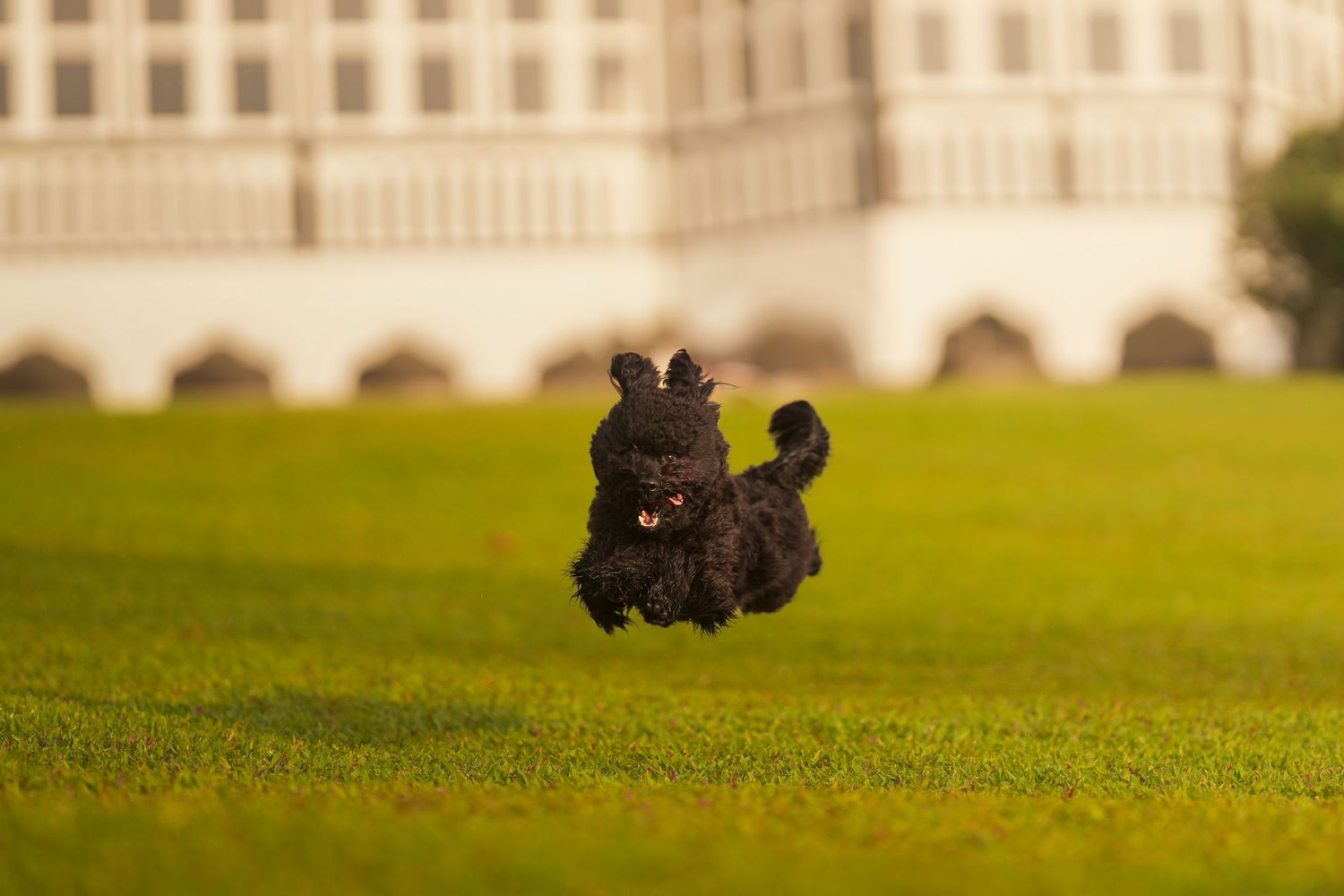 A fluffy black dog joyfully leaping across a lush green lawn with a grand white building in the background.