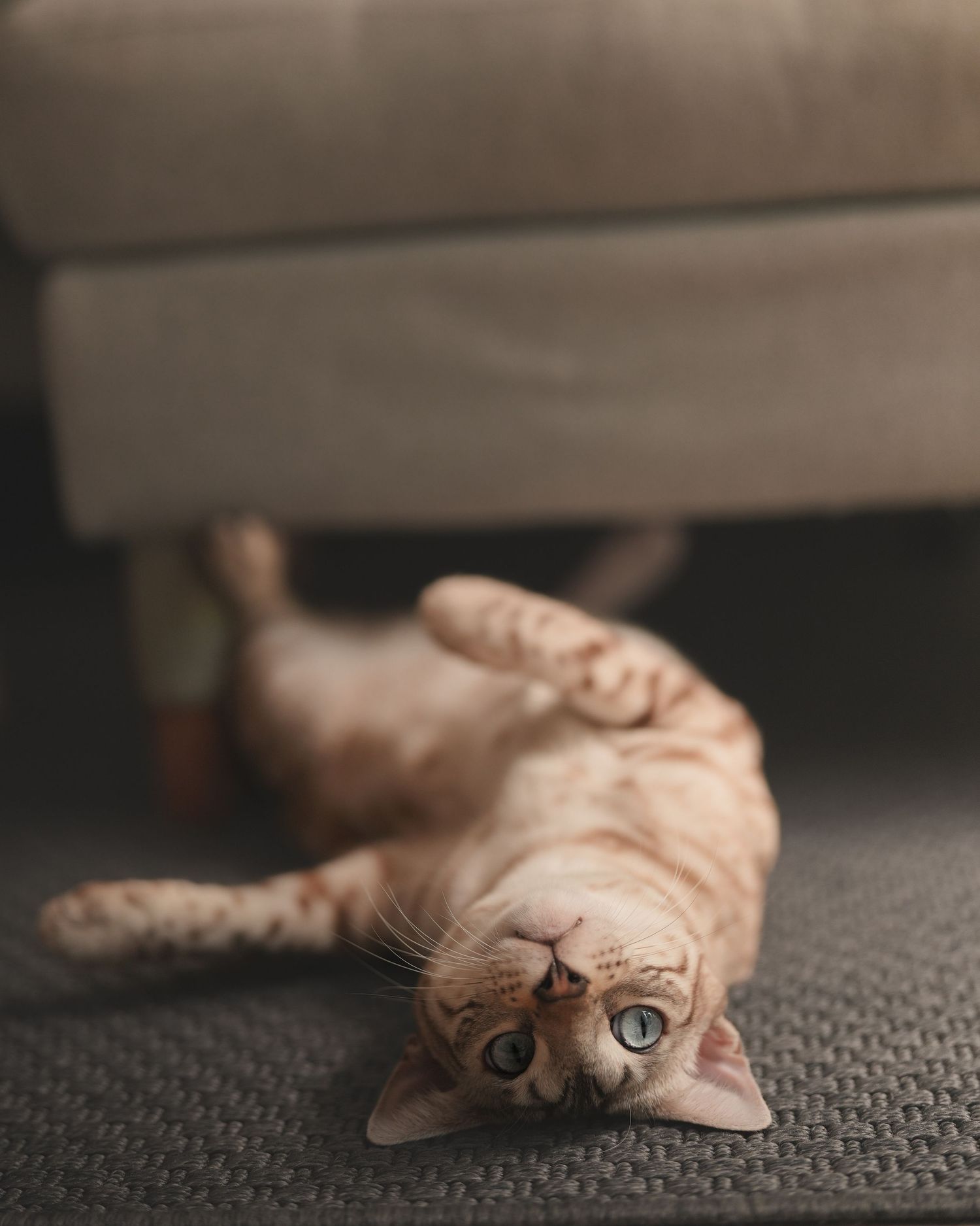 Orange tabby cat with blue eyes lying on its back on gray carpet near beige sofa.