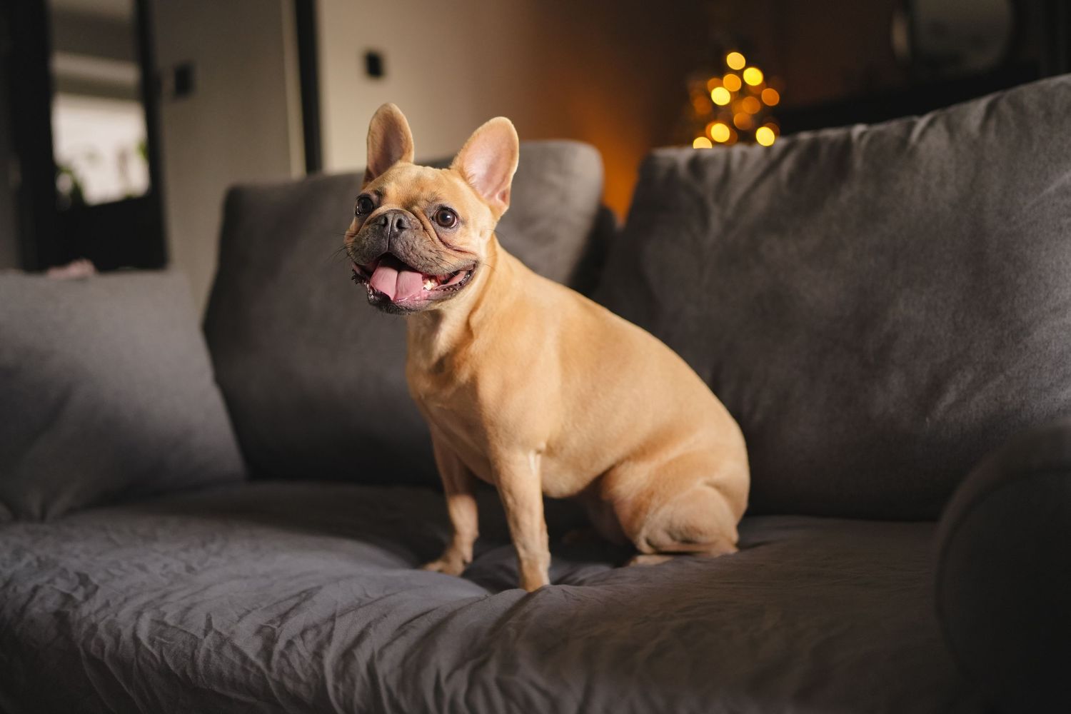 A fawn French Bulldog sits on a gray sofa with tongue out near a glowing Christmas tree.